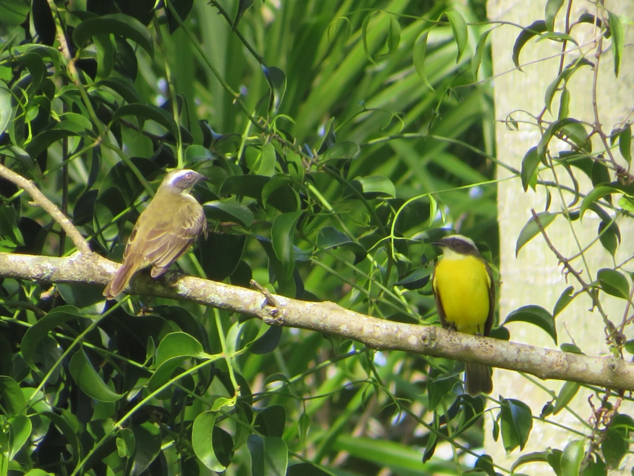 Bentevizinho-de-penacho-vermelho (Myiozetetes similis), aves, fotografado em Maresias, São Sebastião