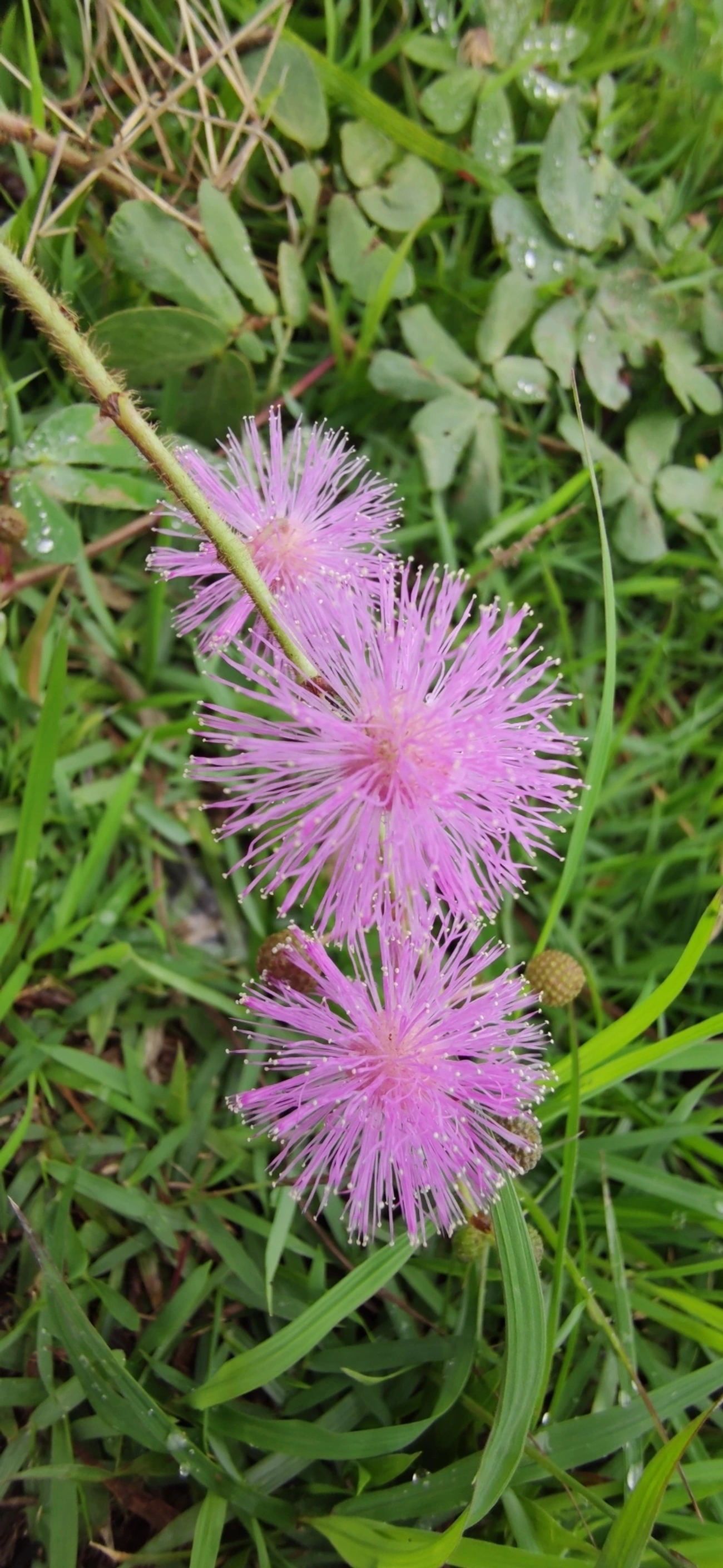 Mimosa albida, plantas, fotografado em Caraguatatuba