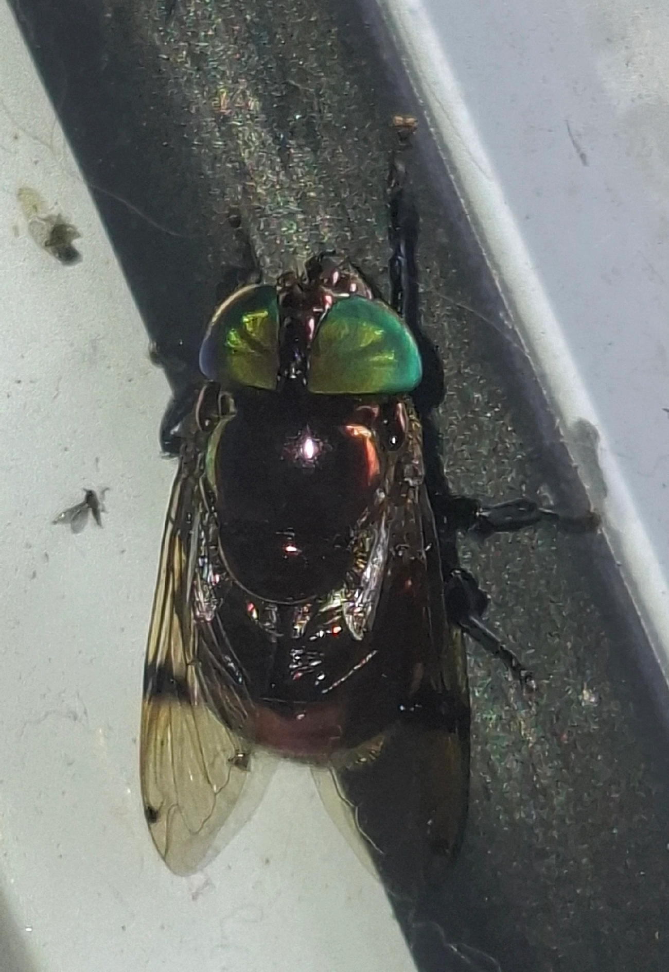 Ornidia, insetos, fotografado em Maresias, São Sebastião