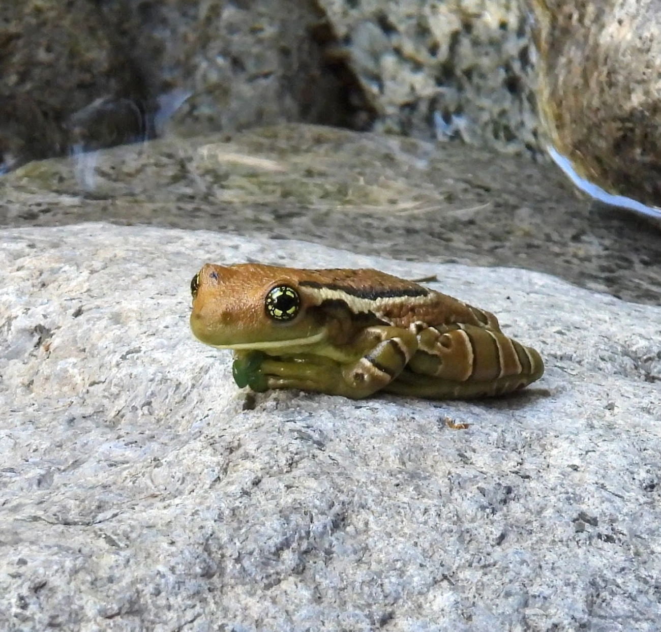 Perereca-de-olhos-dourados-do-Rio (Trachycephalus imitatrix), anfíbios, fotografado em Queluz