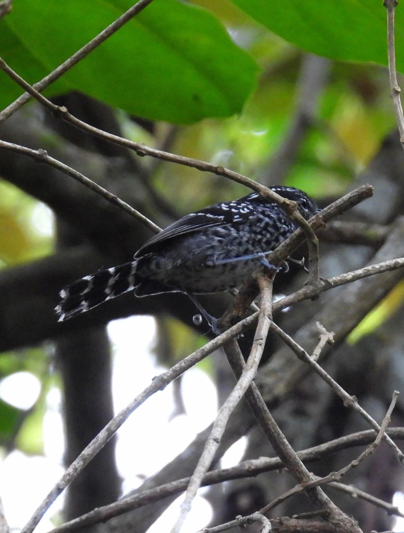 Pintadinho (Drymophila squamata), aves, fotografado em Maresias, São Sebastião