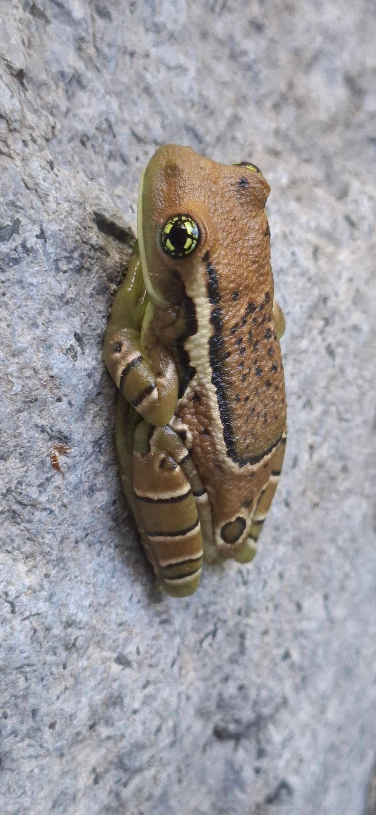 Perereca-de-olhos-dourados-do-Rio (Trachycephalus imitatrix), anfíbios, fotografado em Queluz