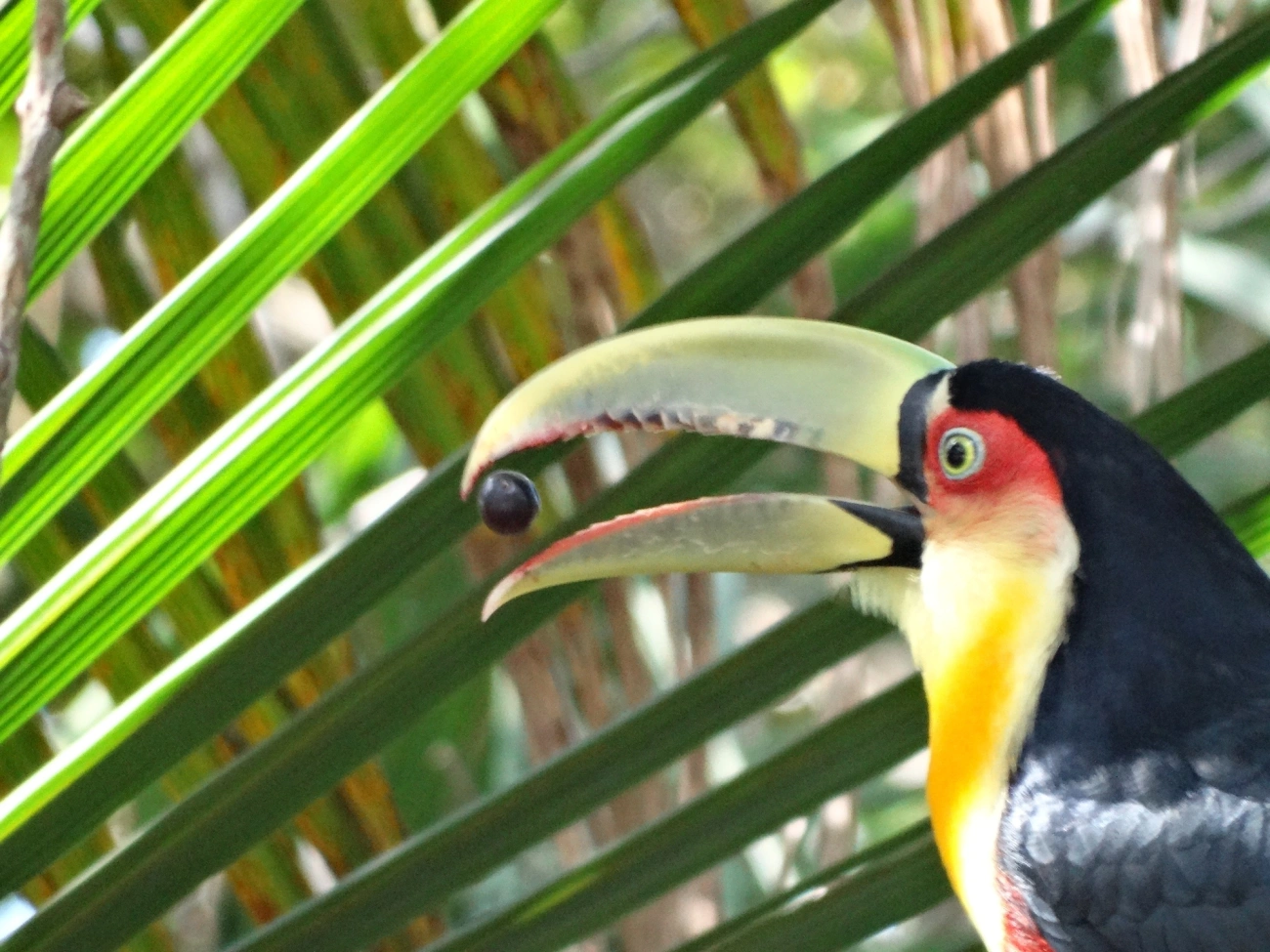 Tucano-de-bico-verde (Ramphastos dicolorus), aves, fotografado em Paraibuna