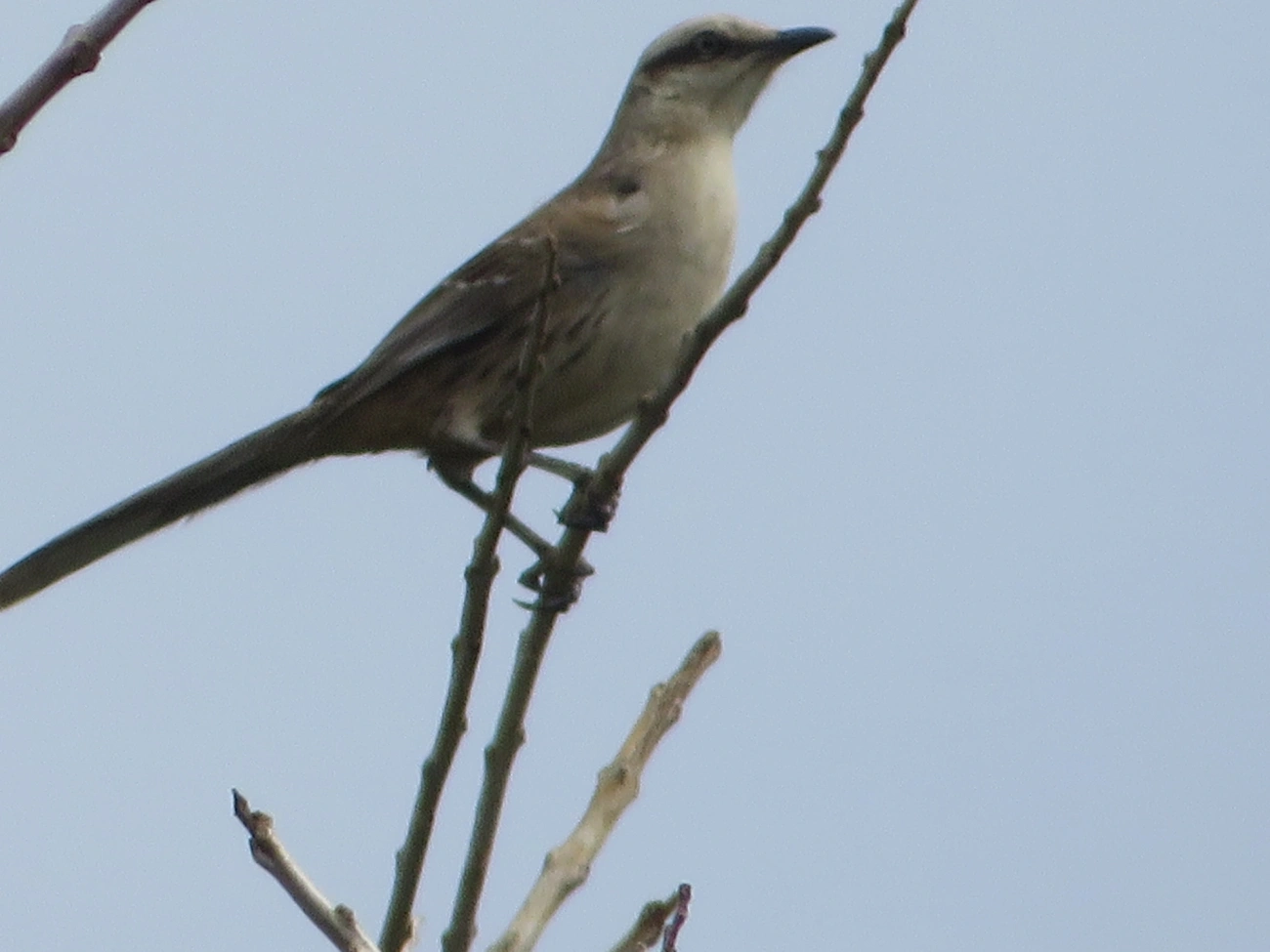 Sabiá-do-campo (Mimus saturninus), aves, fotografado em Maresias, São Sebastião