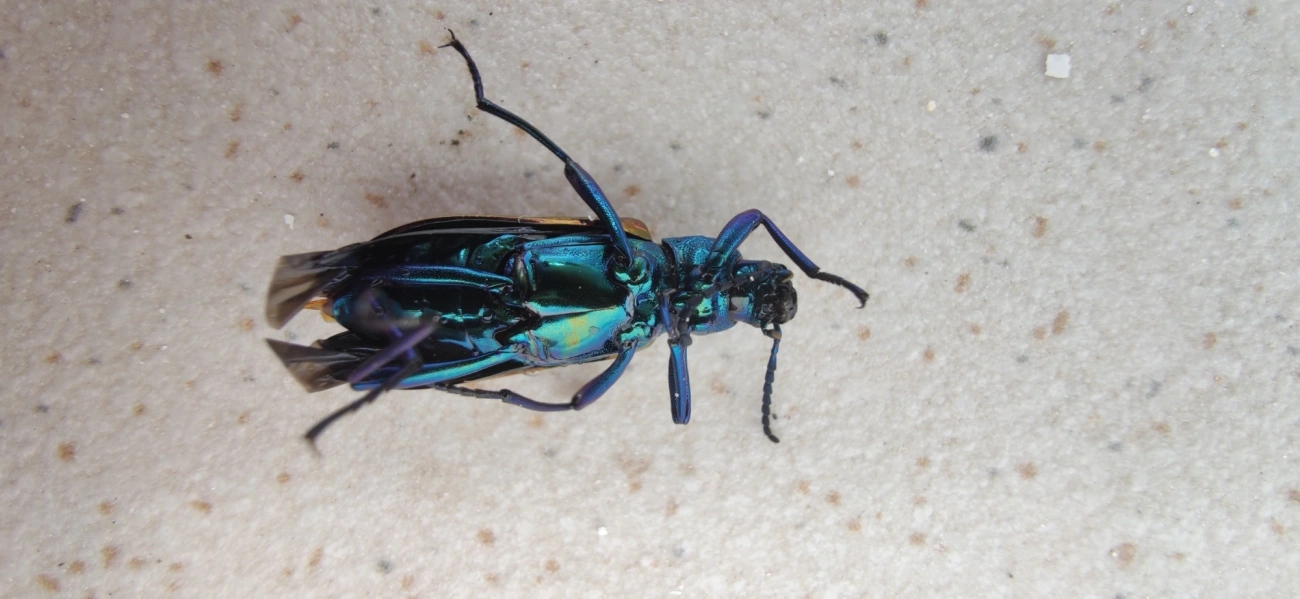 Strongylium bicolor, insetos, fotografado em Maresias, São Sebastião