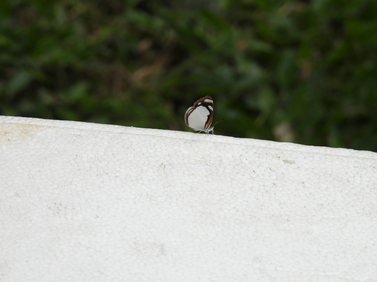 Marinheiro-pálido (Dynamine agacles), insetos, fotografado em Cabreúva