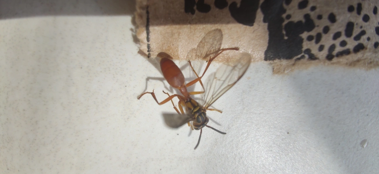 Marimbondo-de-Peixe (Agelaia centralis), insetos, fotografado em Maresias, São Sebastião
