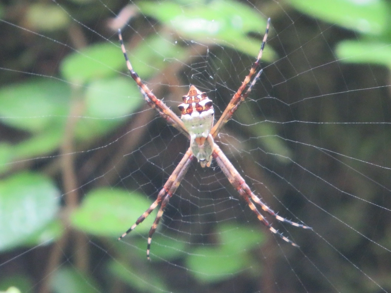Aranha-de-prata (Argiope argentata), aracnídeos, fotografado em Maresias, São Sebastião