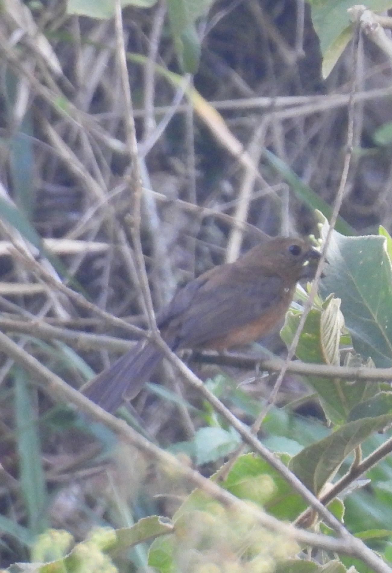 Azulão (Cyanoloxia brissonii), aves, fotografado em Queluz
