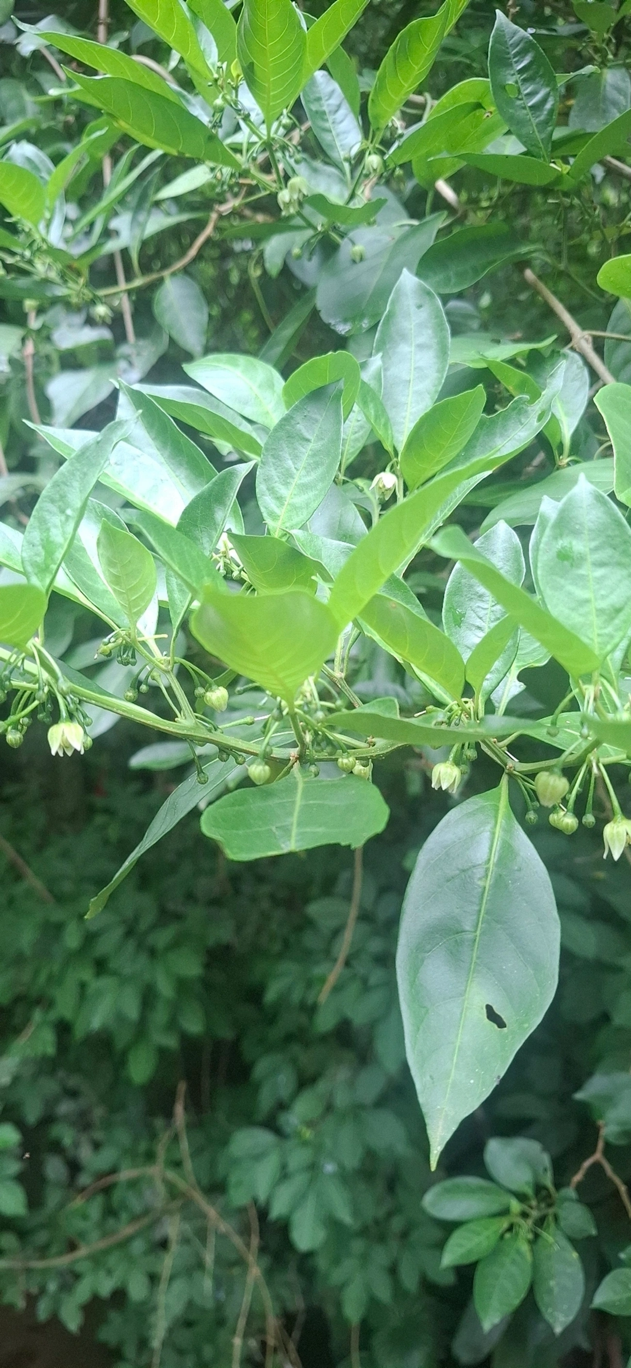 Chal-chal (Allophylus edulis), plantas, fotografado em Maresias, São Sebastião