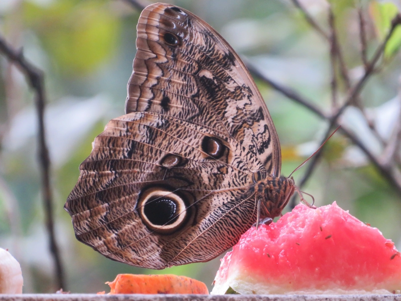 Borboleta-coruja (Caligo brasiliensis), insetos, fotografado em Maresias, São Sebastião