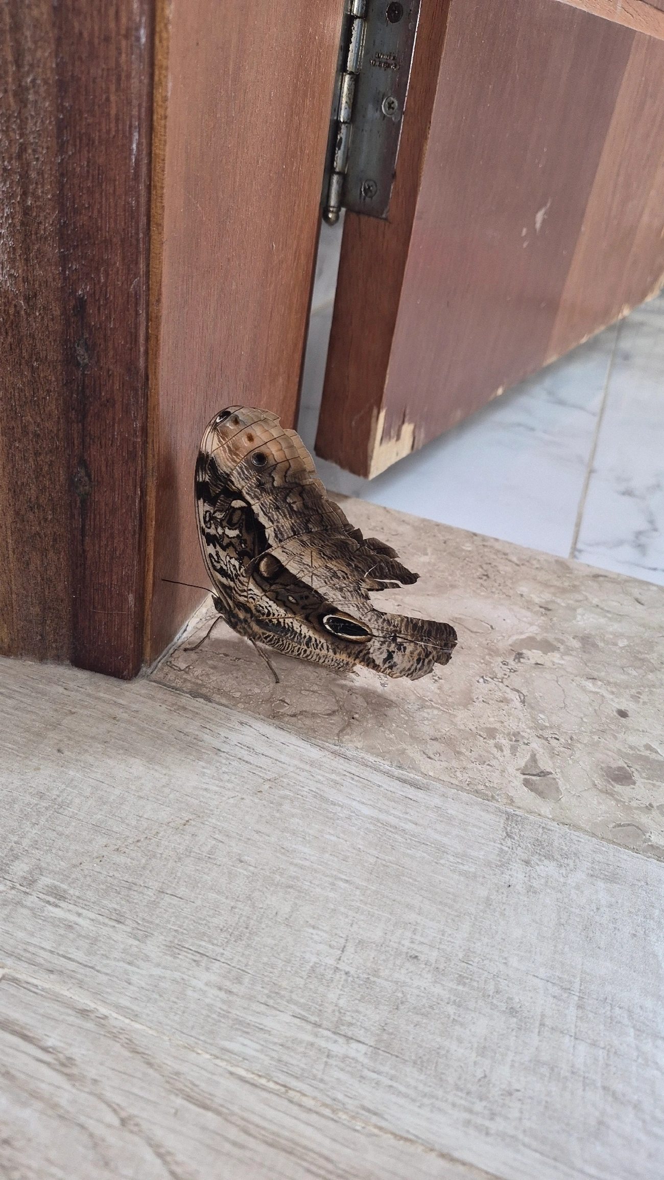 Olho-de-coruja-roxo (Caligo beltrao), insetos, fotografado em Maresias, São Sebastião