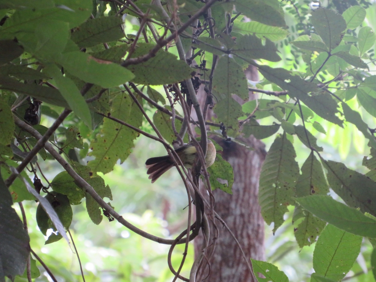 Assanhadinho (Myiobius barbatus), aves, fotografado em Maresias, São Sebastião
