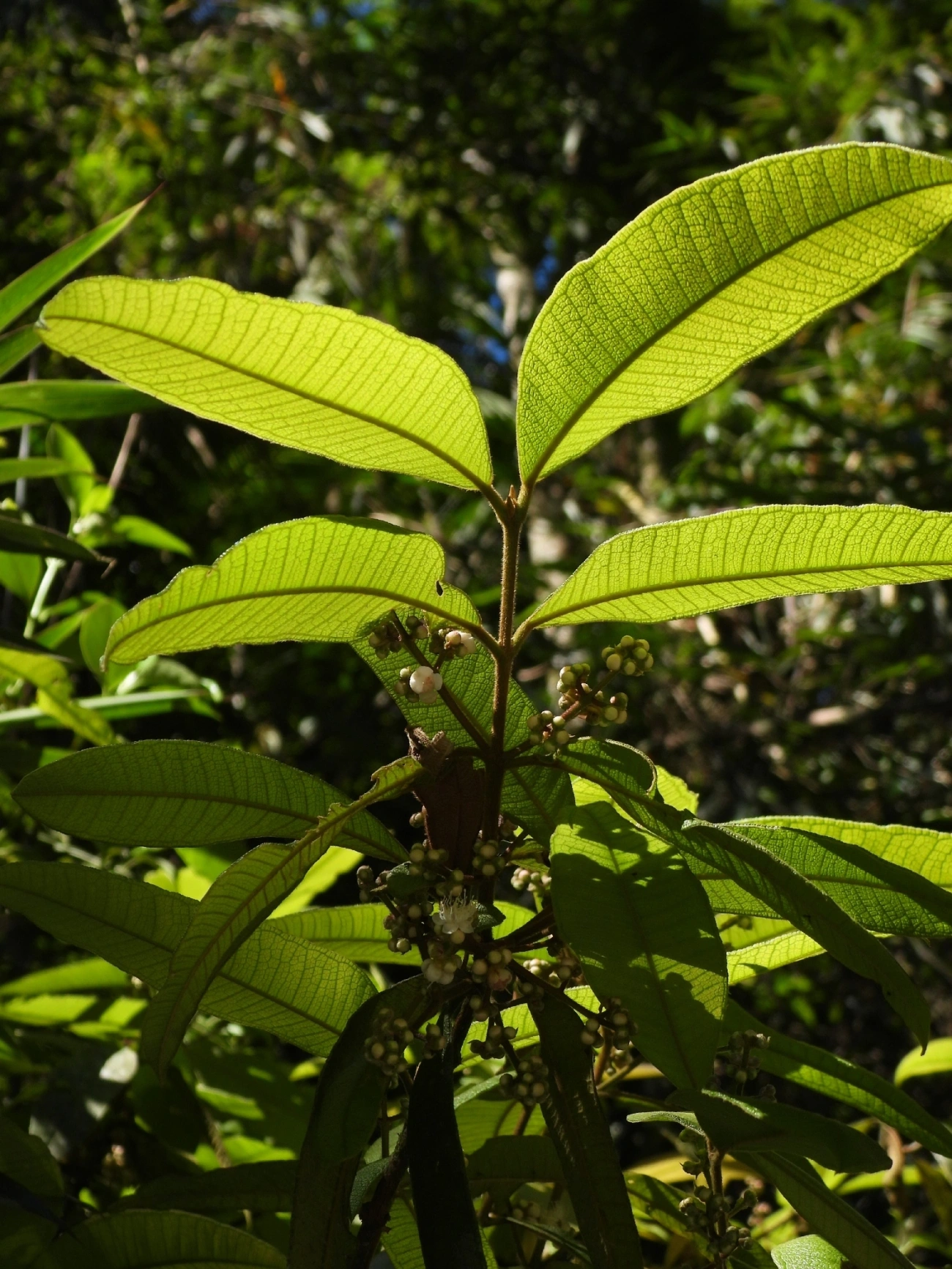 Guamirim-de-folha-miúda (Myrcia splendens), plantas, fotografado em Queluz