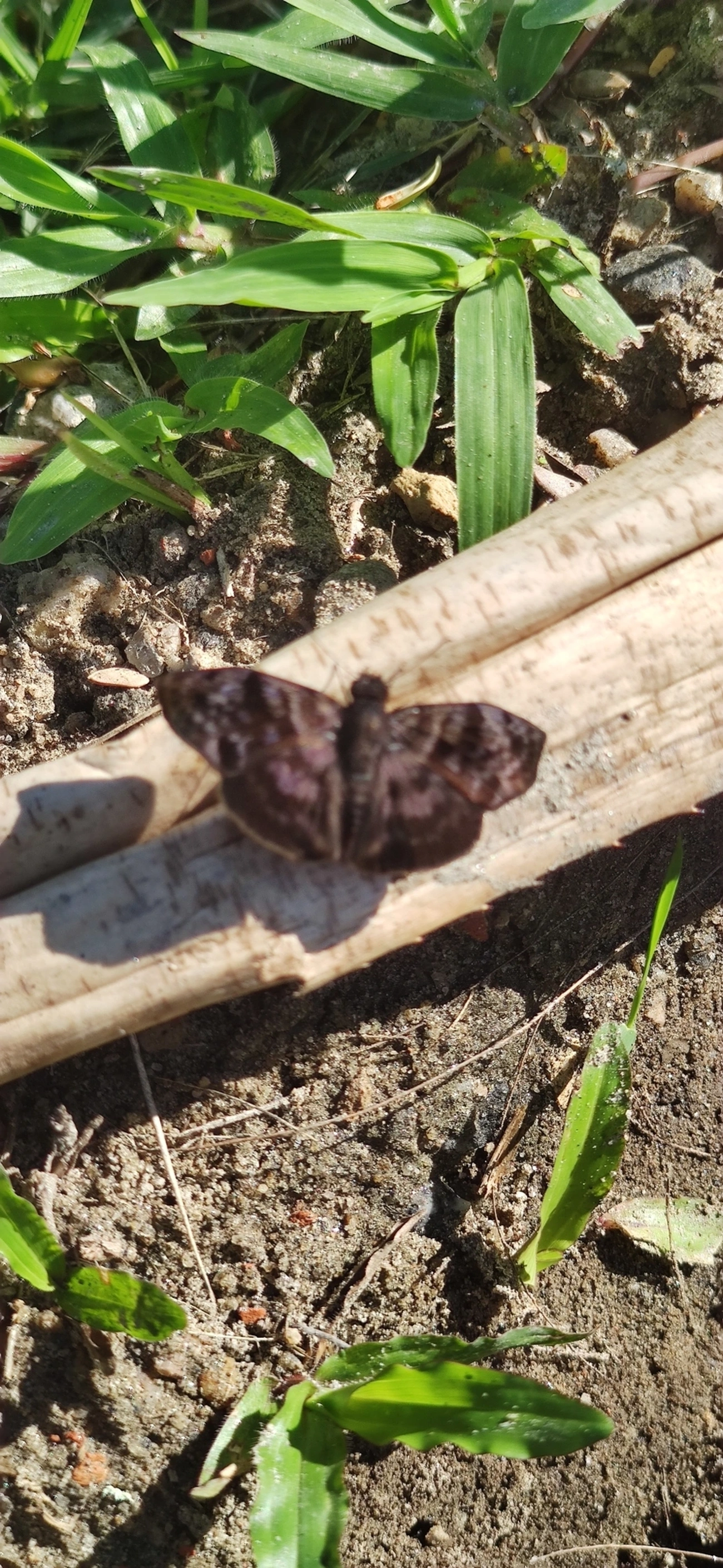 Saltão-variegado (Gorgythion begga), insetos, fotografado em Maresias, São Sebastião