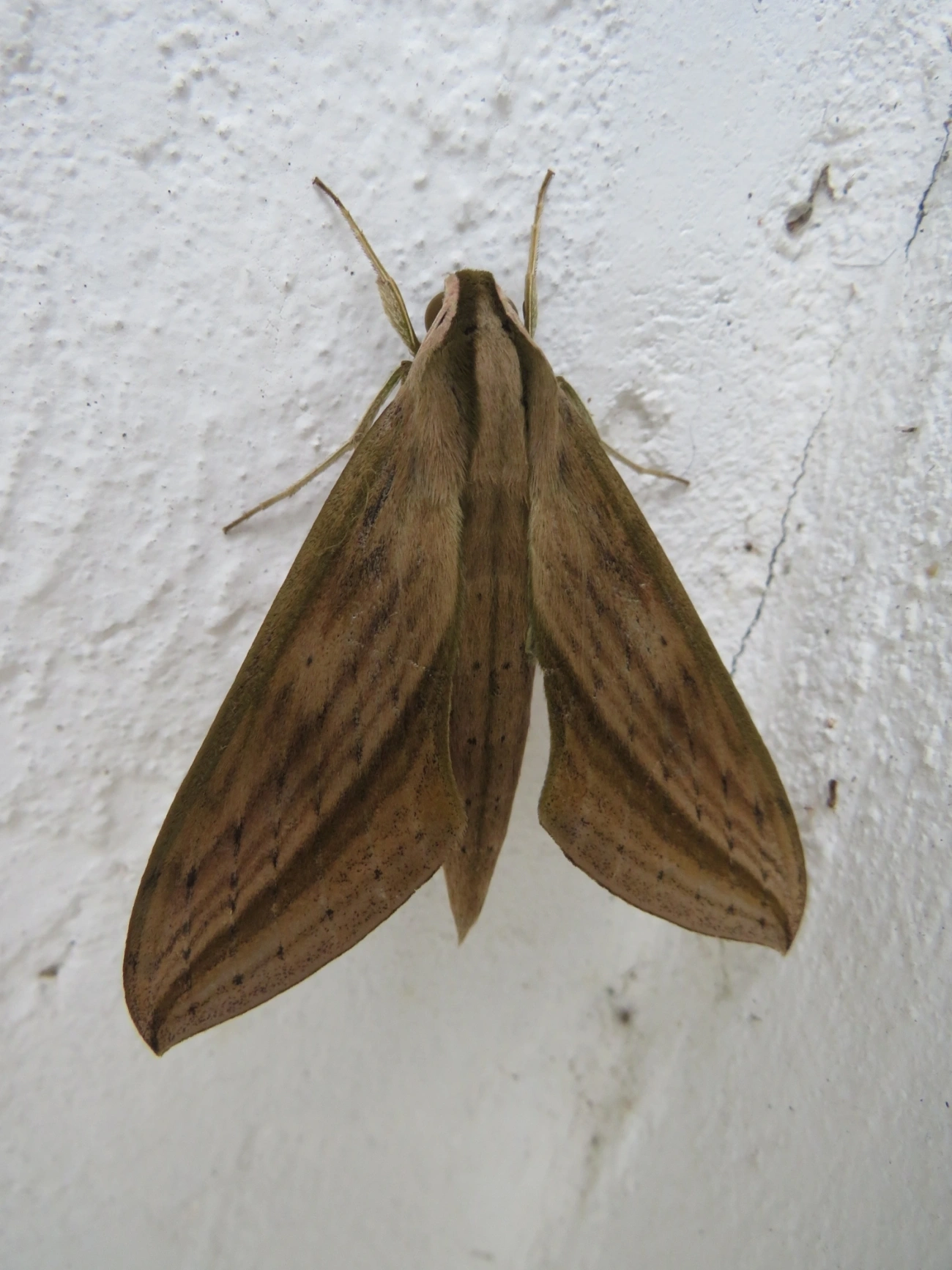 Mariposa-esfinge (Xylophanes anubus), insetos, fotografado em Maresias, São Sebastião