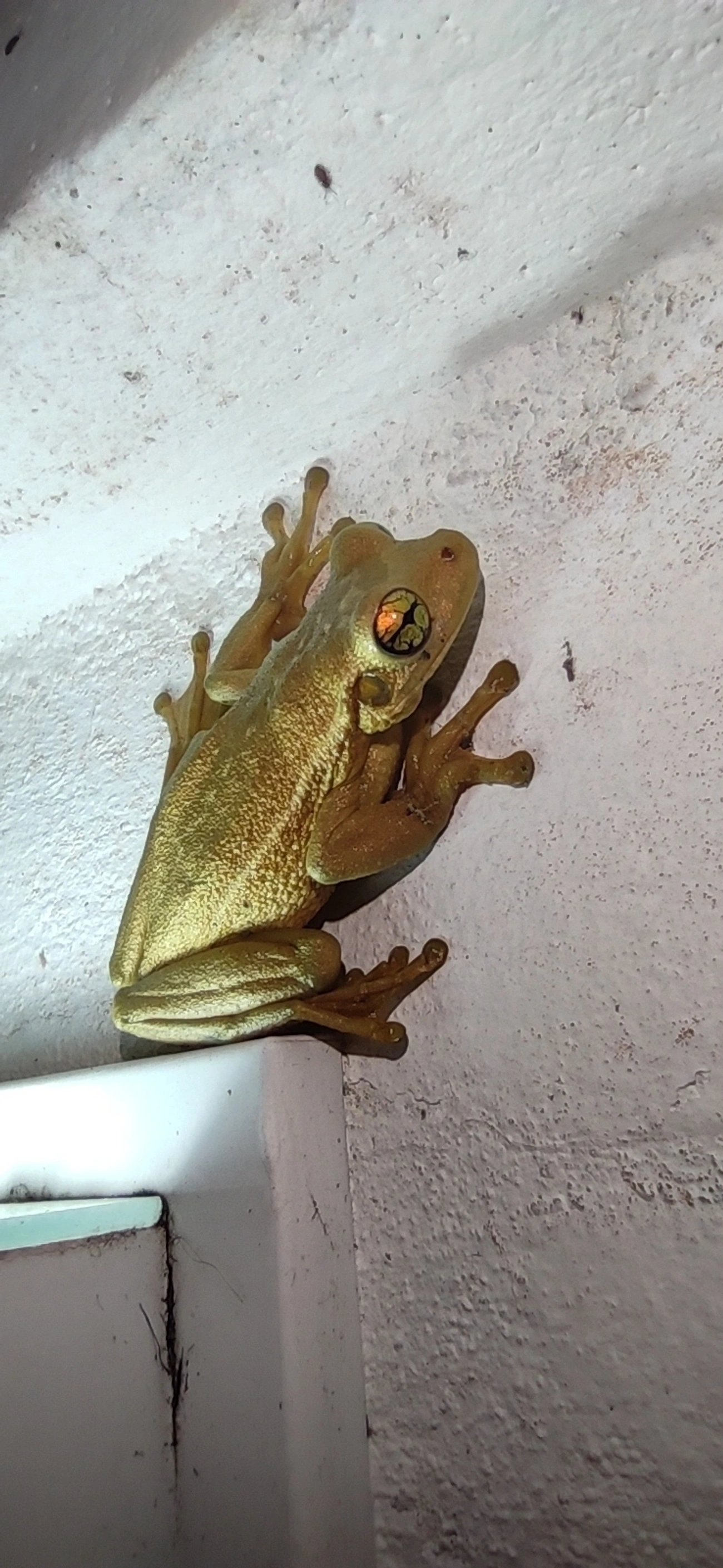 Perereca-grudenta (Trachycephalus mesophaeus), anfíbios, fotografado em Maresias, São Sebastião