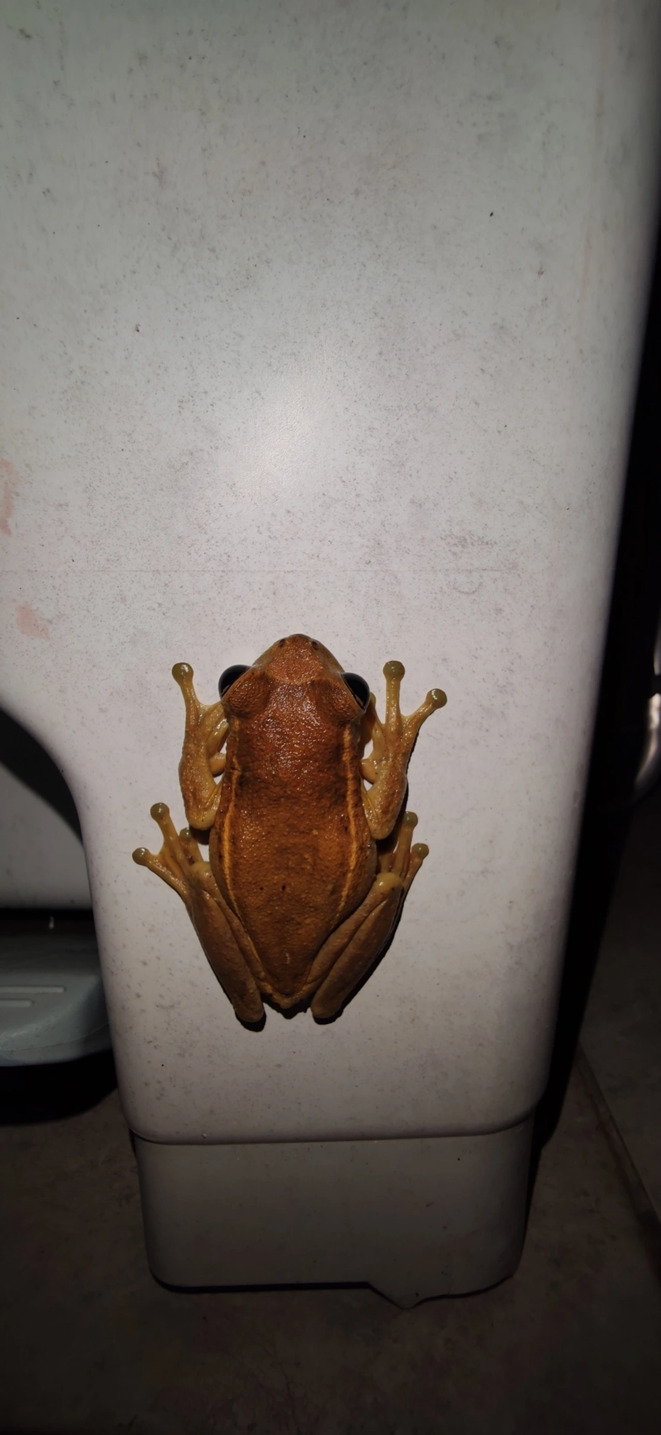 Perereca-grudenta (Trachycephalus mesophaeus), anfíbios, fotografado em Maresias, São Sebastião