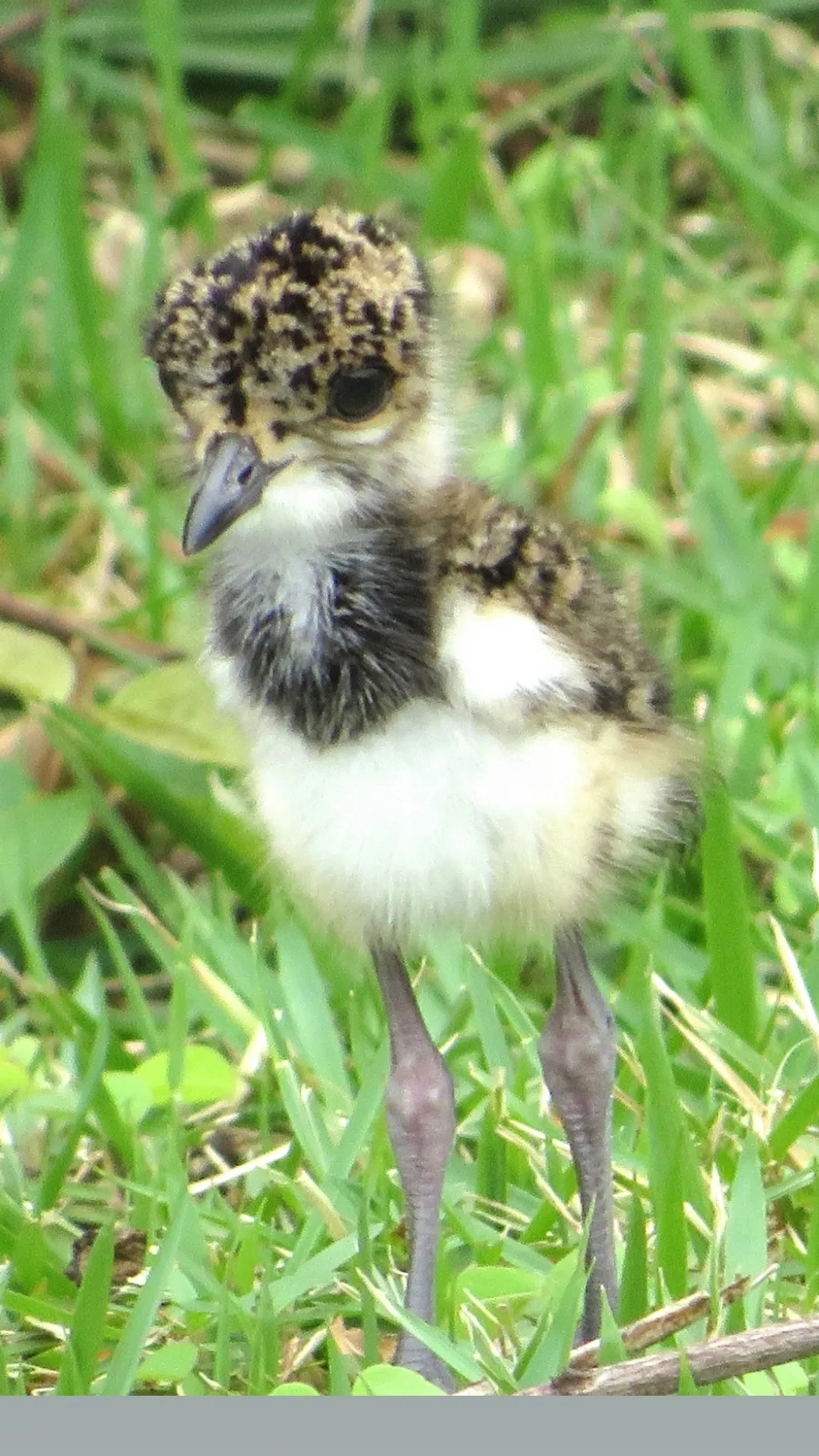 Quero-quero (Vanellus chilensis), aves, fotografado em Maresias, São Sebastião