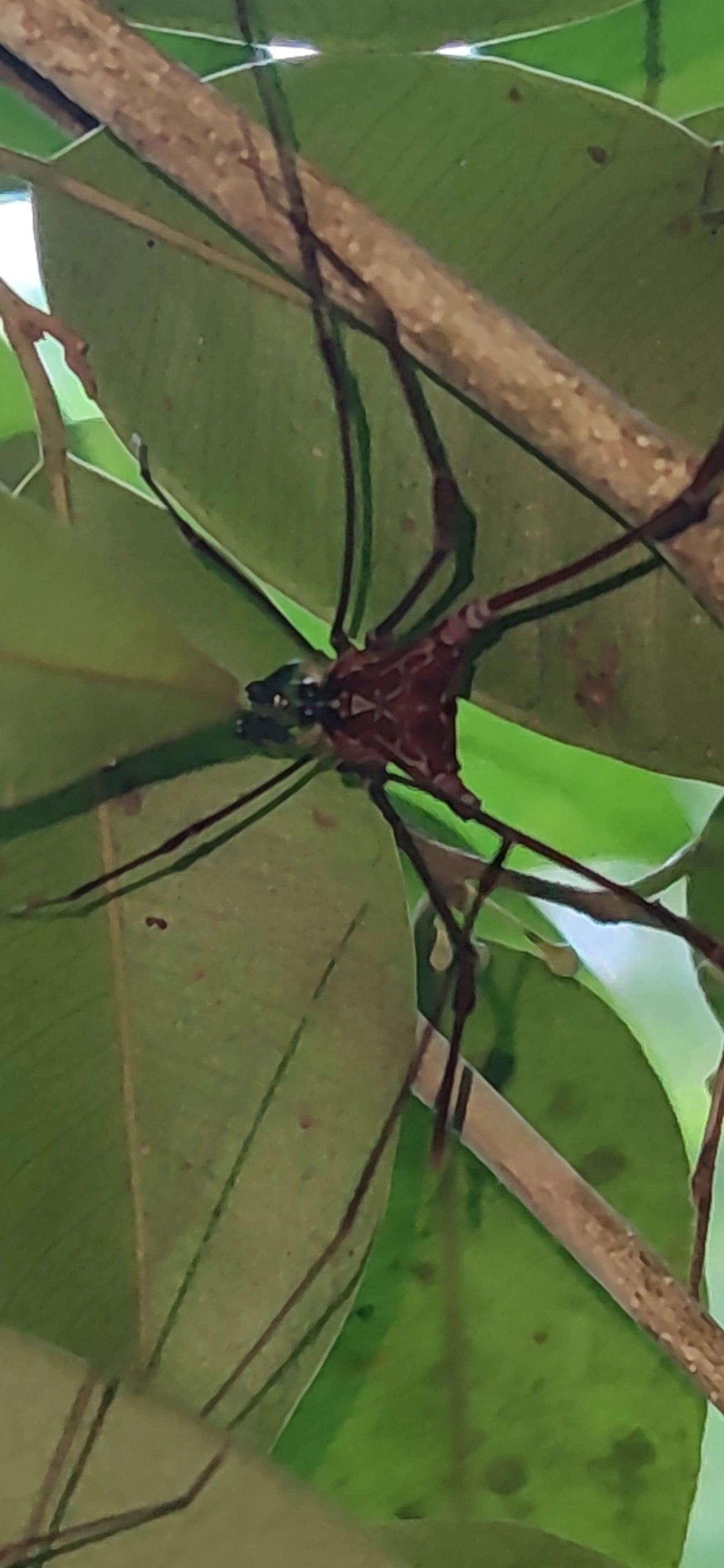 Heteromitobates, aracnídeos, fotografado em Maresias, São Sebastião