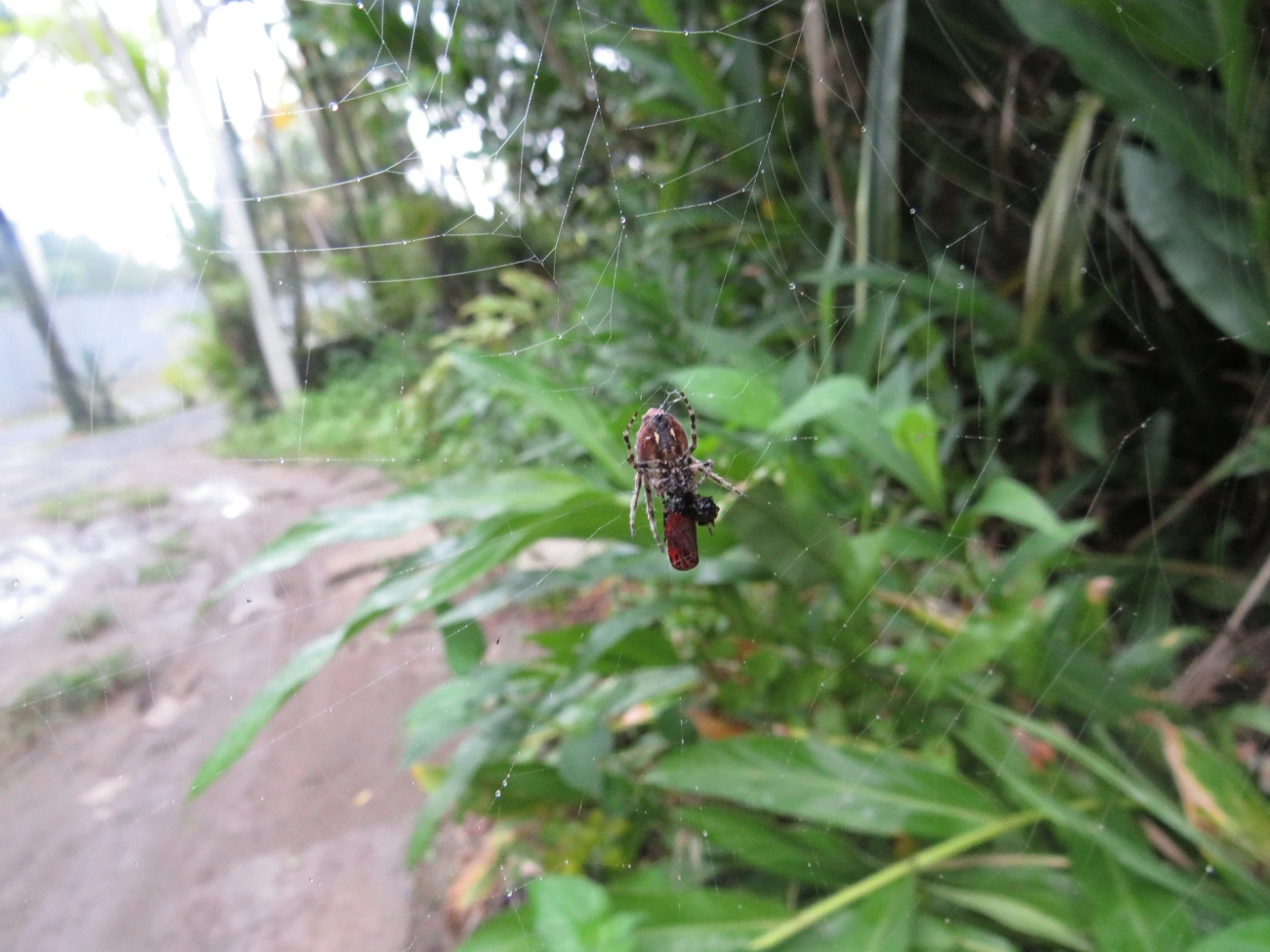 Parawixia, aracnídeos, fotografado em Maresias, São Sebastião