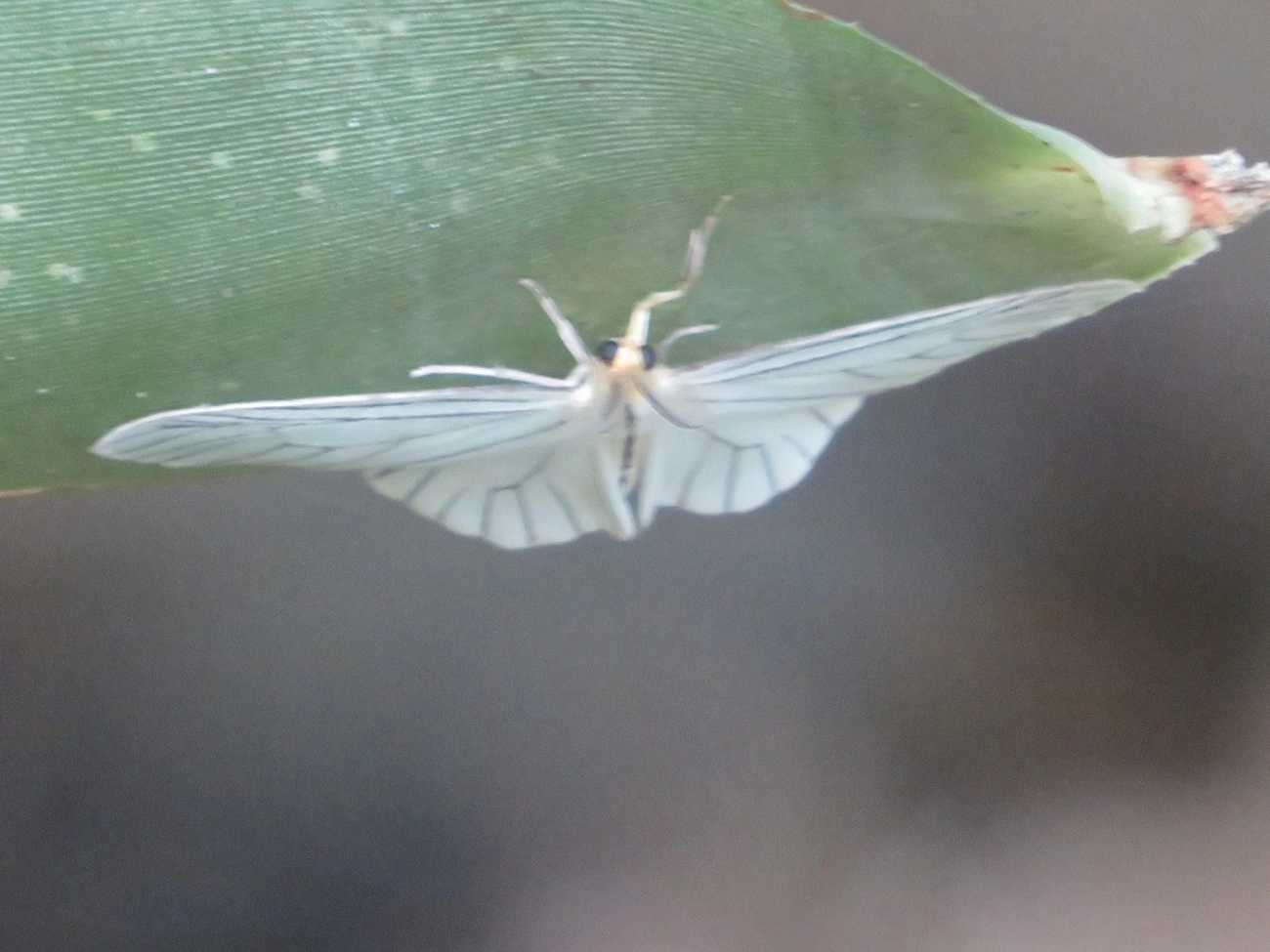 Mysidiina, insetos, fotografado em Maresias, São Sebastião