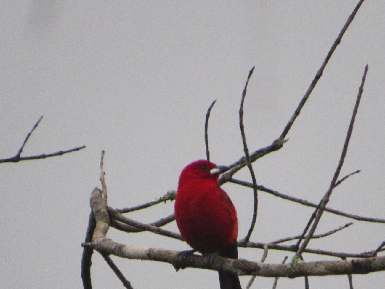 Tiê-sangue (Ramphocelus bresilius), aves, fotografado em Maresias, São Sebastião