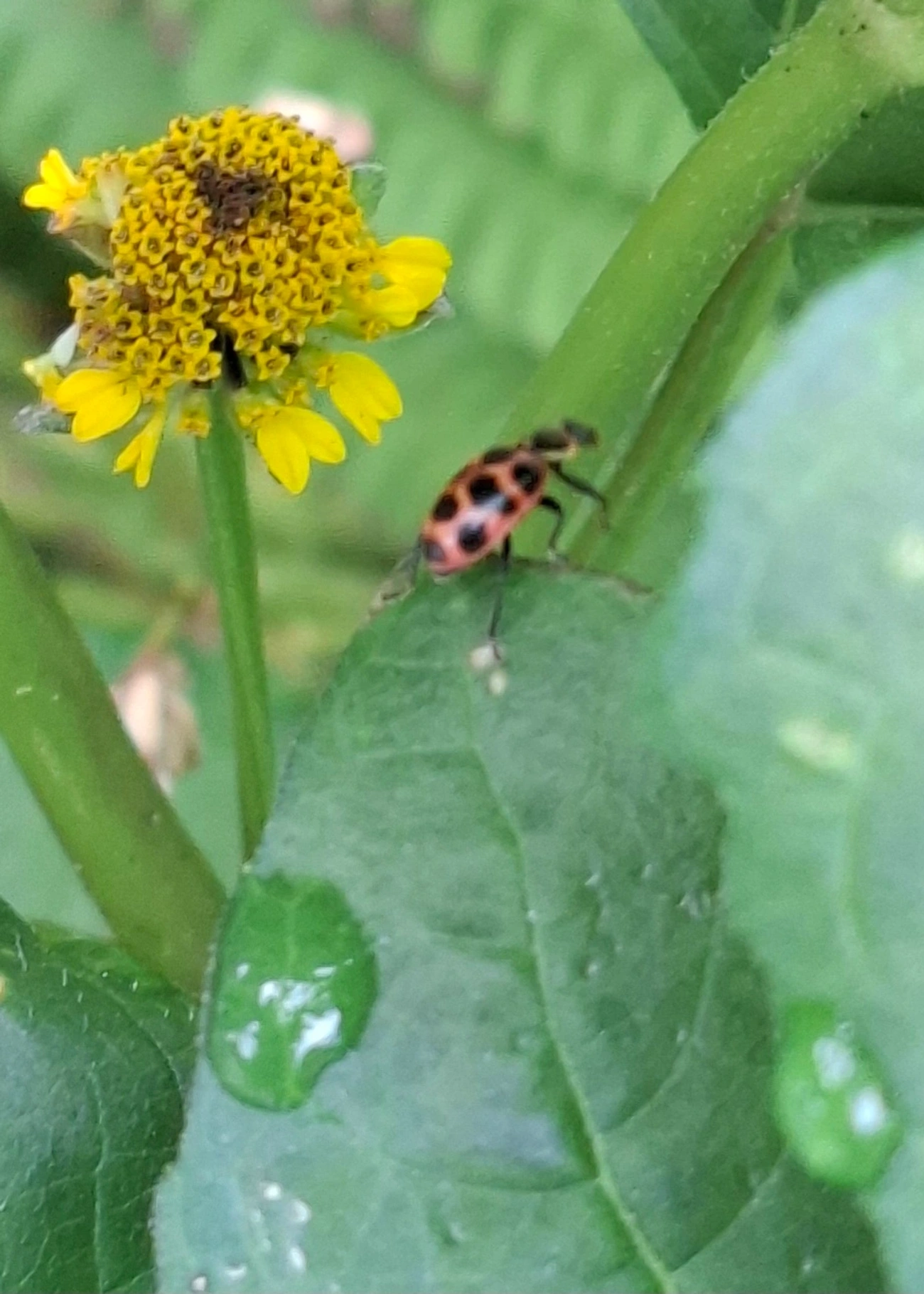 Coleomegilla, insetos, fotografado em Maresias, São Sebastião