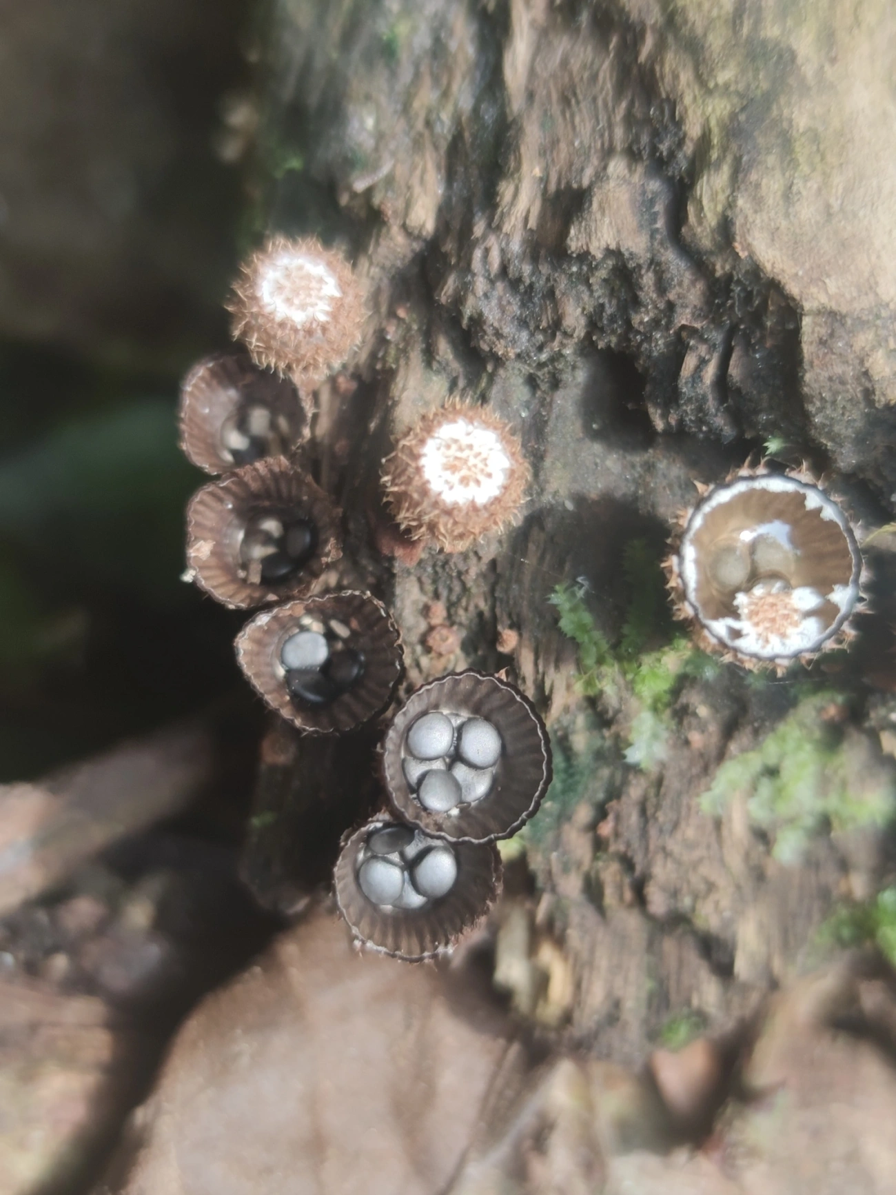 Ninho-de-pássaro-do-esterco (Cyathus stercoreus), fungos, fotografado em São Sebastião
