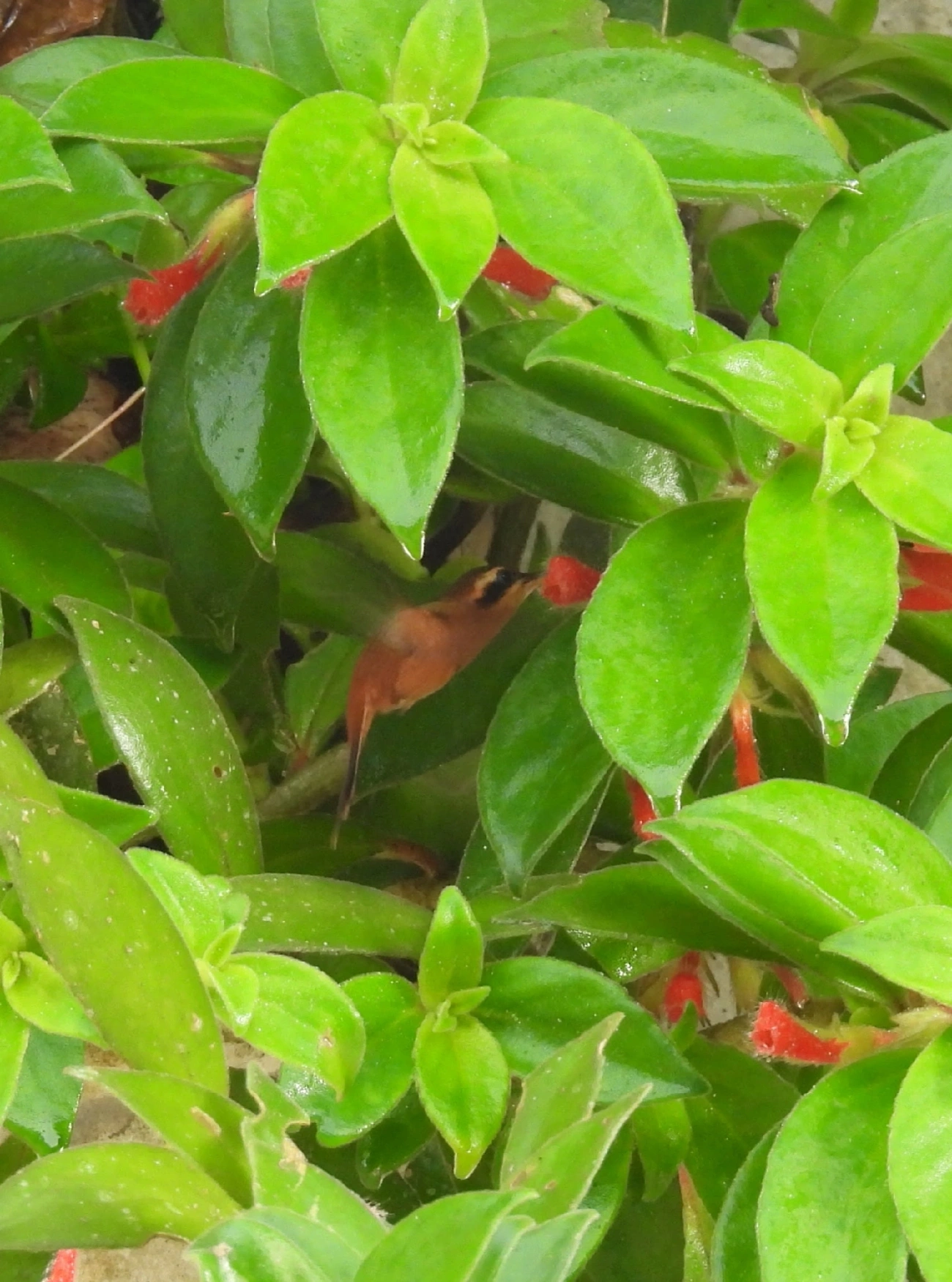 Rabo-branco-rubro (Phaethornis ruber), aves, fotografado em Maresias, São Sebastião
