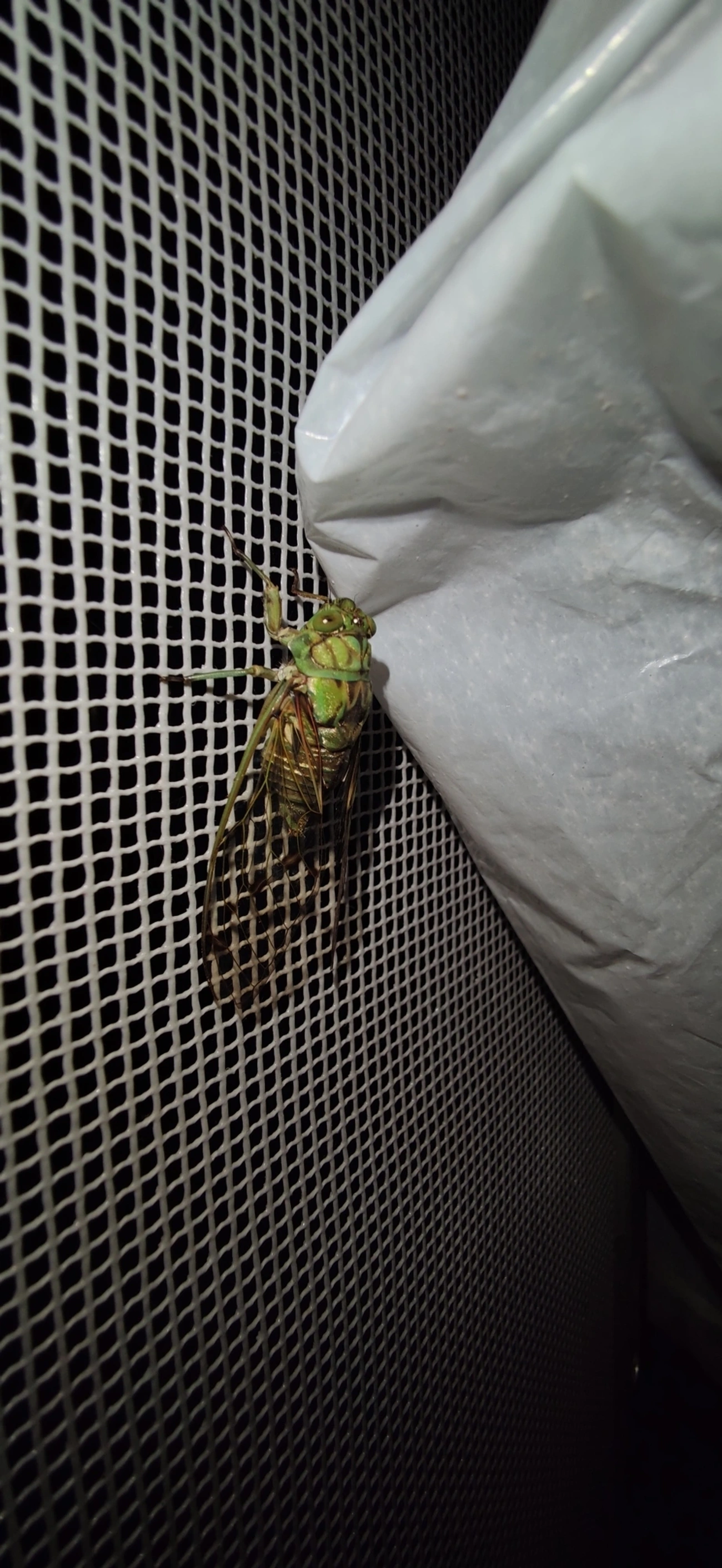 Cigarra-verde (Zammara tympanum), insetos, fotografado em Maresias, São Sebastião