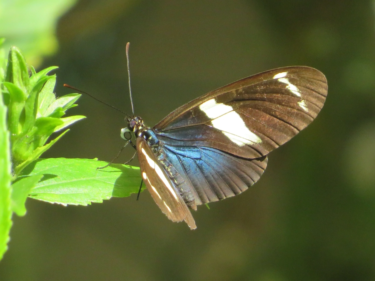 Borboleta-sara (Heliconius sara), insetos, fotografado em Maresias, São Sebastião