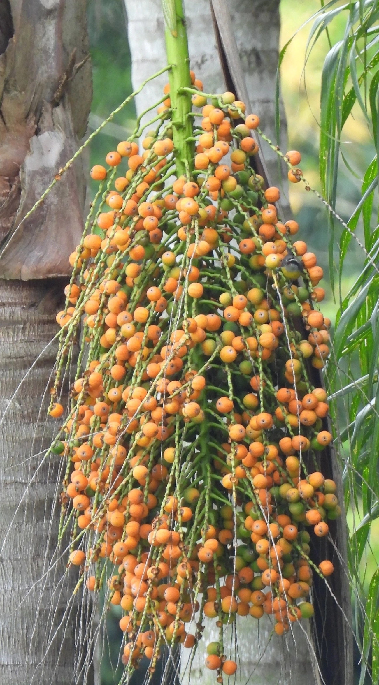 Jerivá (Syagrus romanzoffiana), plantas, fotografado em Indaiá, Caraguatatuba