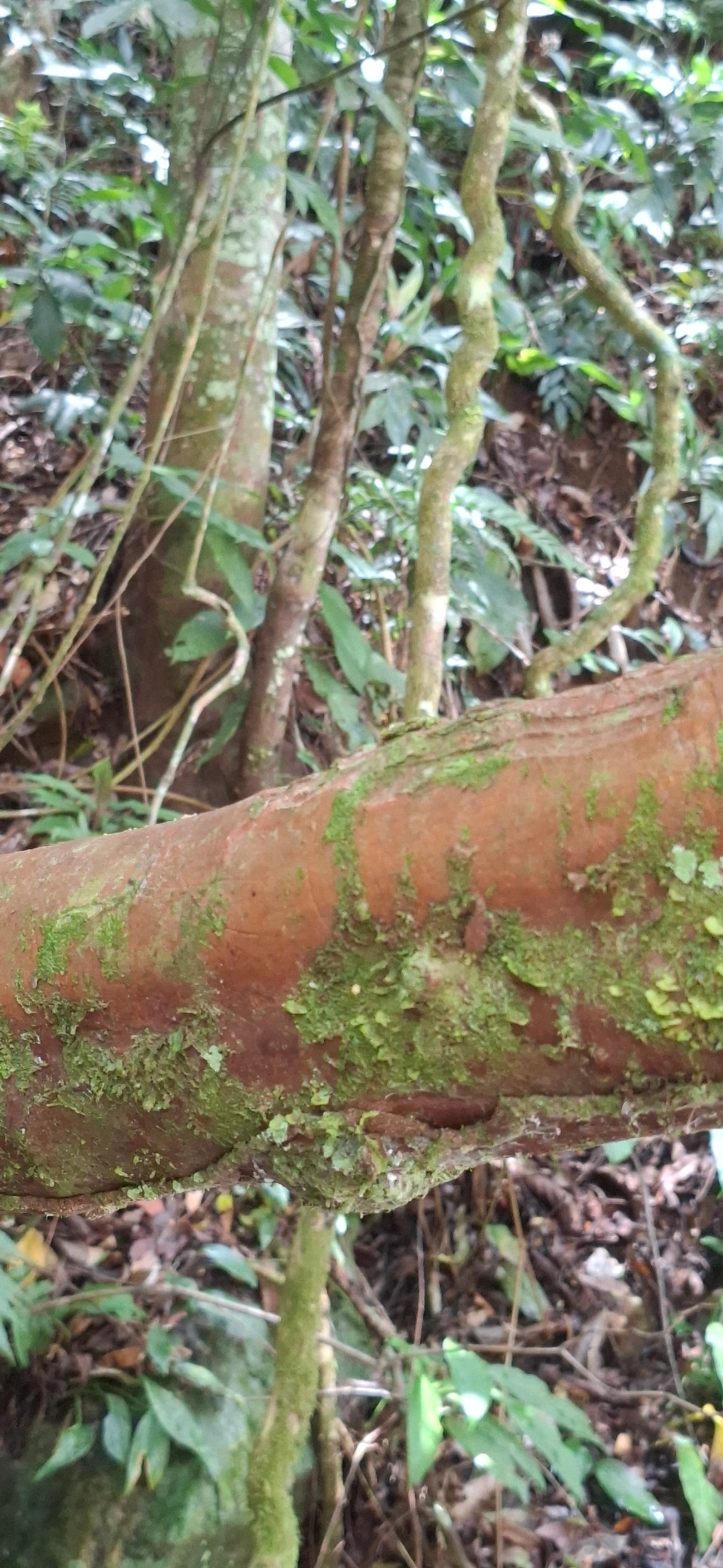 Uvaia-vermelha-da-mata-atlântica (Eugenia pisiformis), plantas, fotografado em São Sebastião