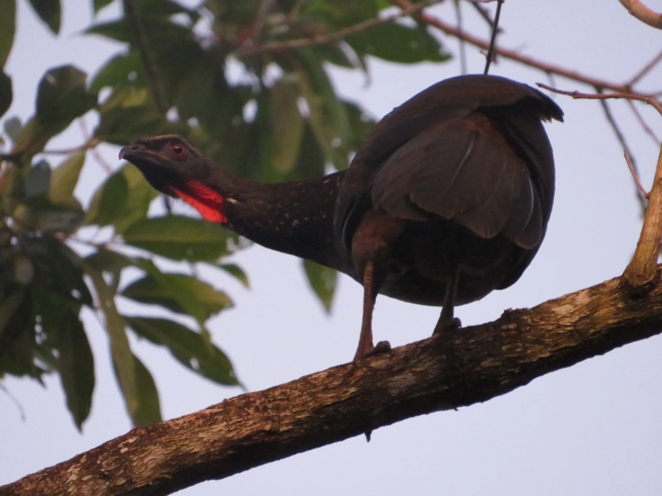 Jacuaçu (Penelope obscura), aves, fotografado em Maresias, São Sebastião