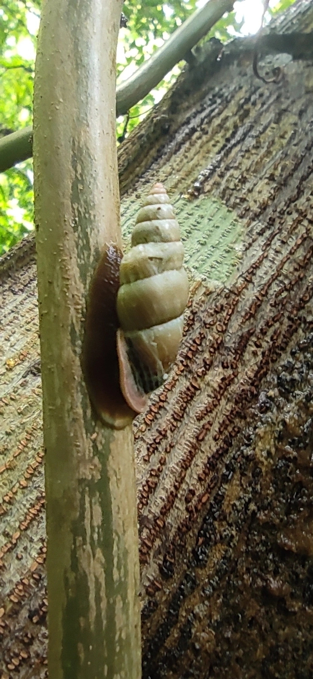 Bahiensis punctatissimus, moluscos, fotografado em Maresias, São Sebastião