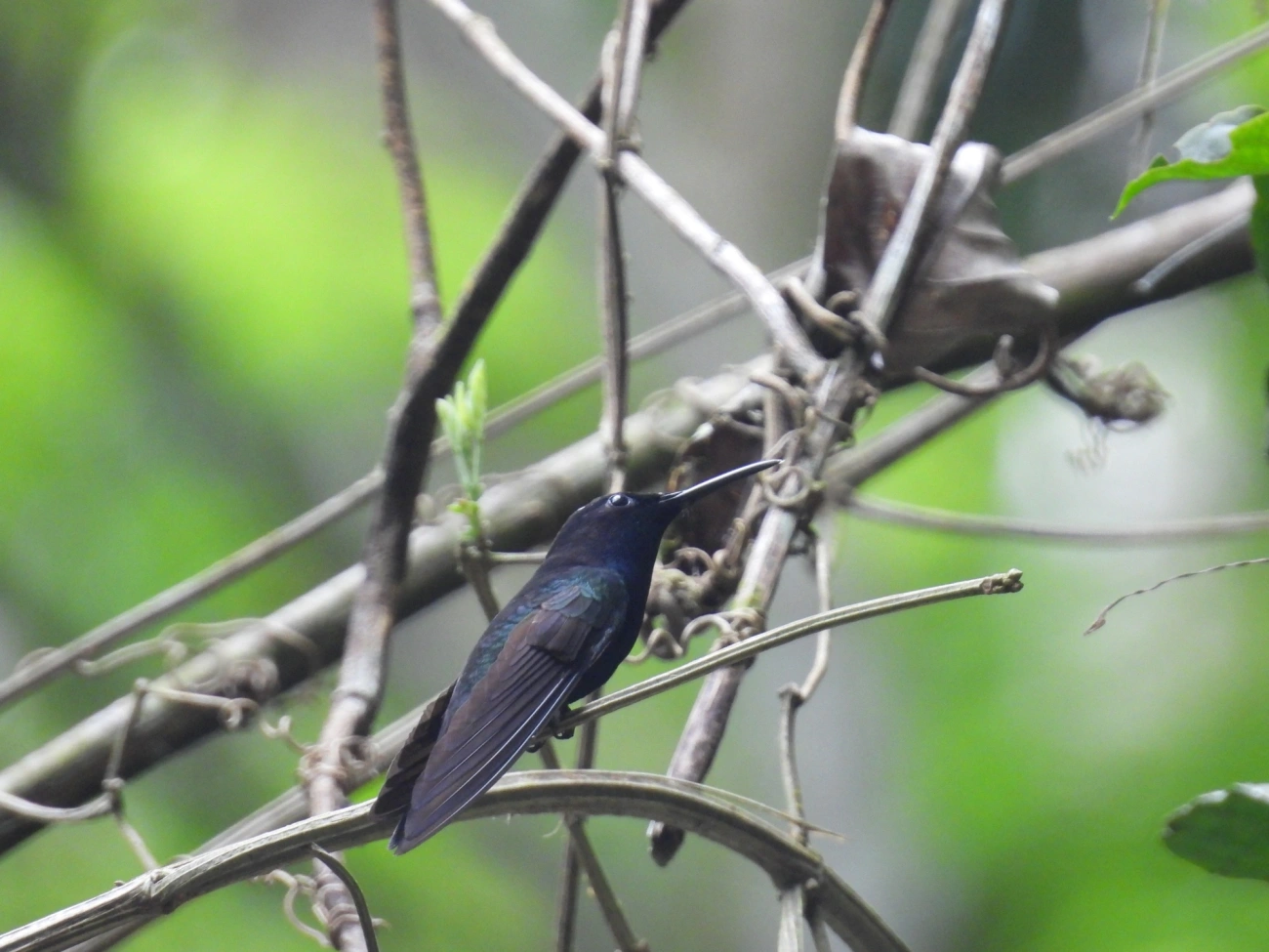 Beija-flor-preto (Florisuga fusca), aves, fotografado em Maresias, São Sebastião