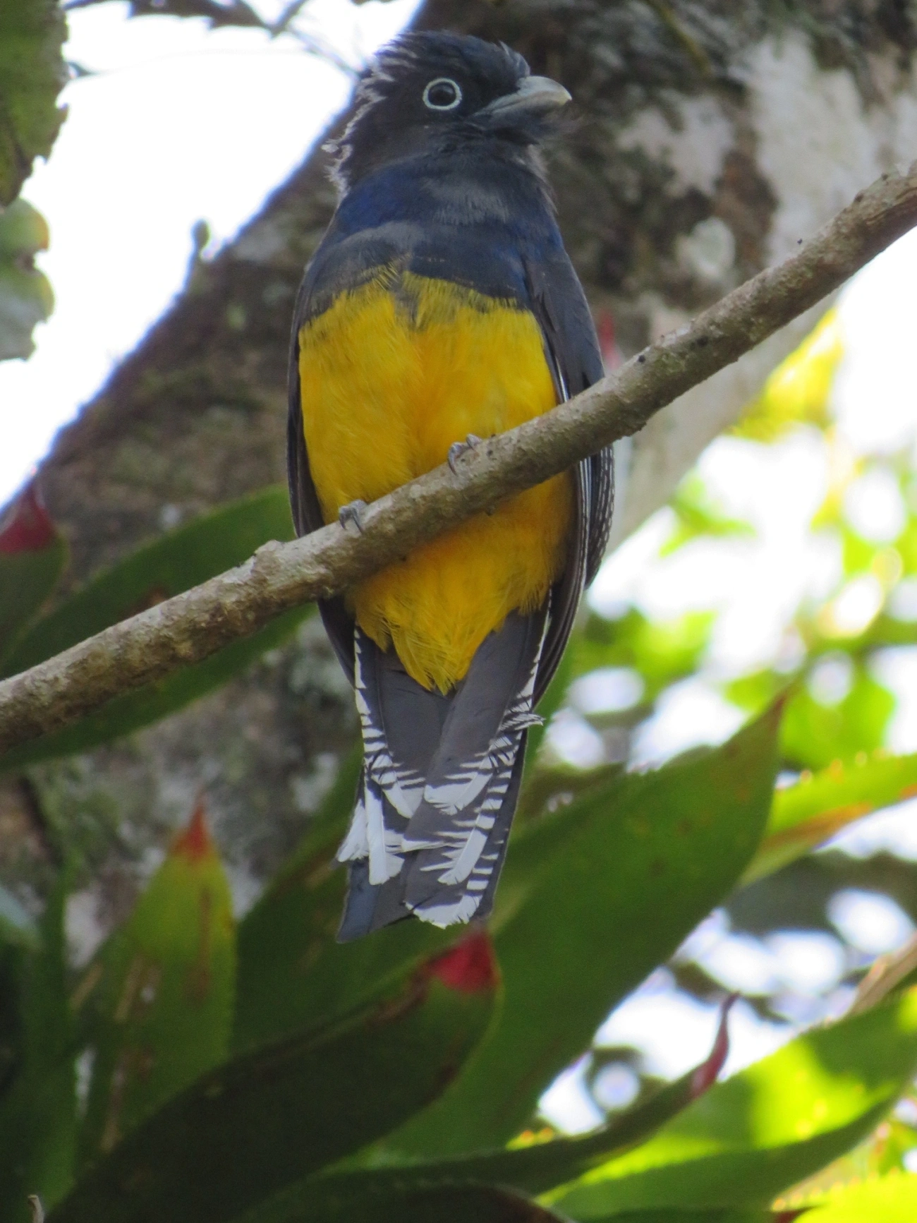 Surucuá-de-barriga-amarela (Trogon viridis), aves, fotografado em Paúba, São Sebastião