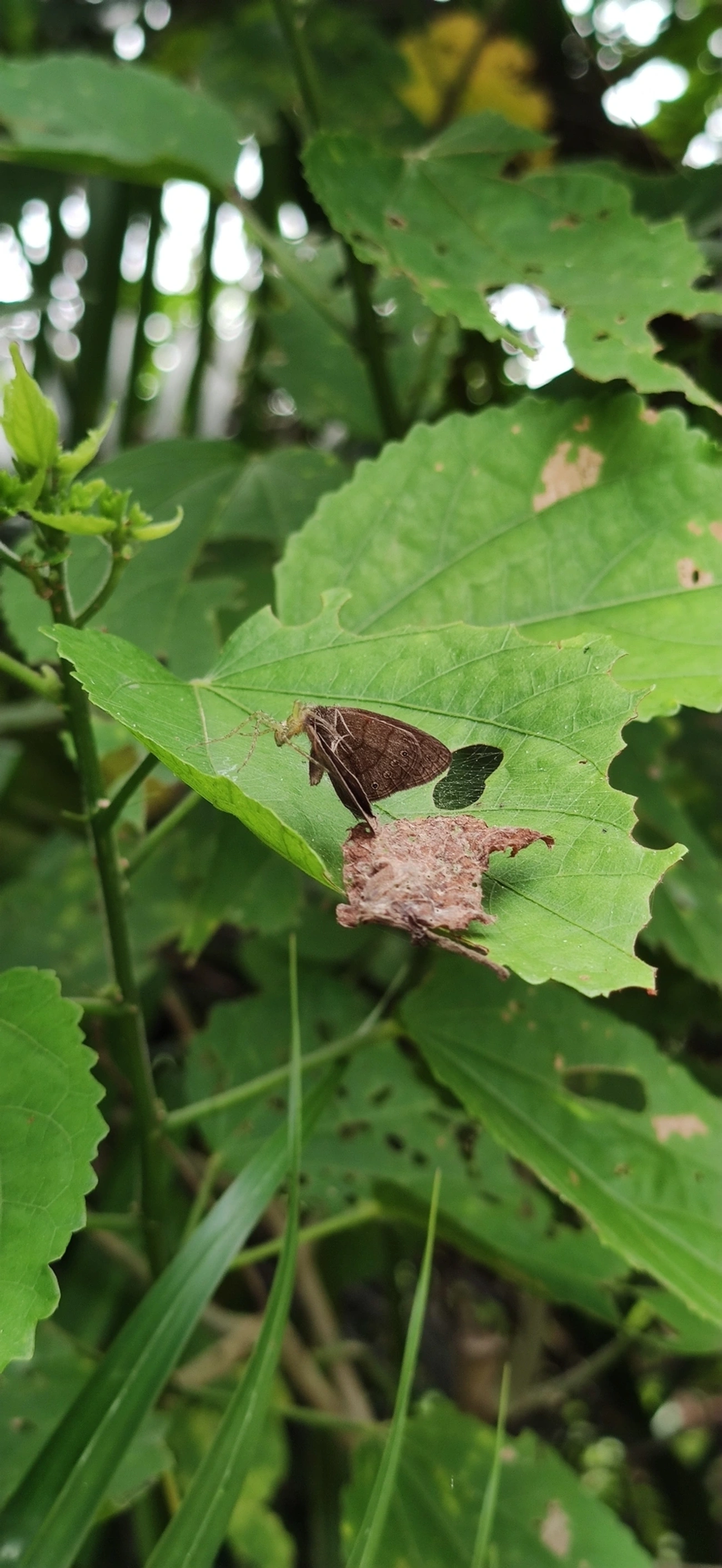 Satirinho-de-Hermes (Hermeuptychia hermes), insetos, fotografado em Maresias, São Sebastião