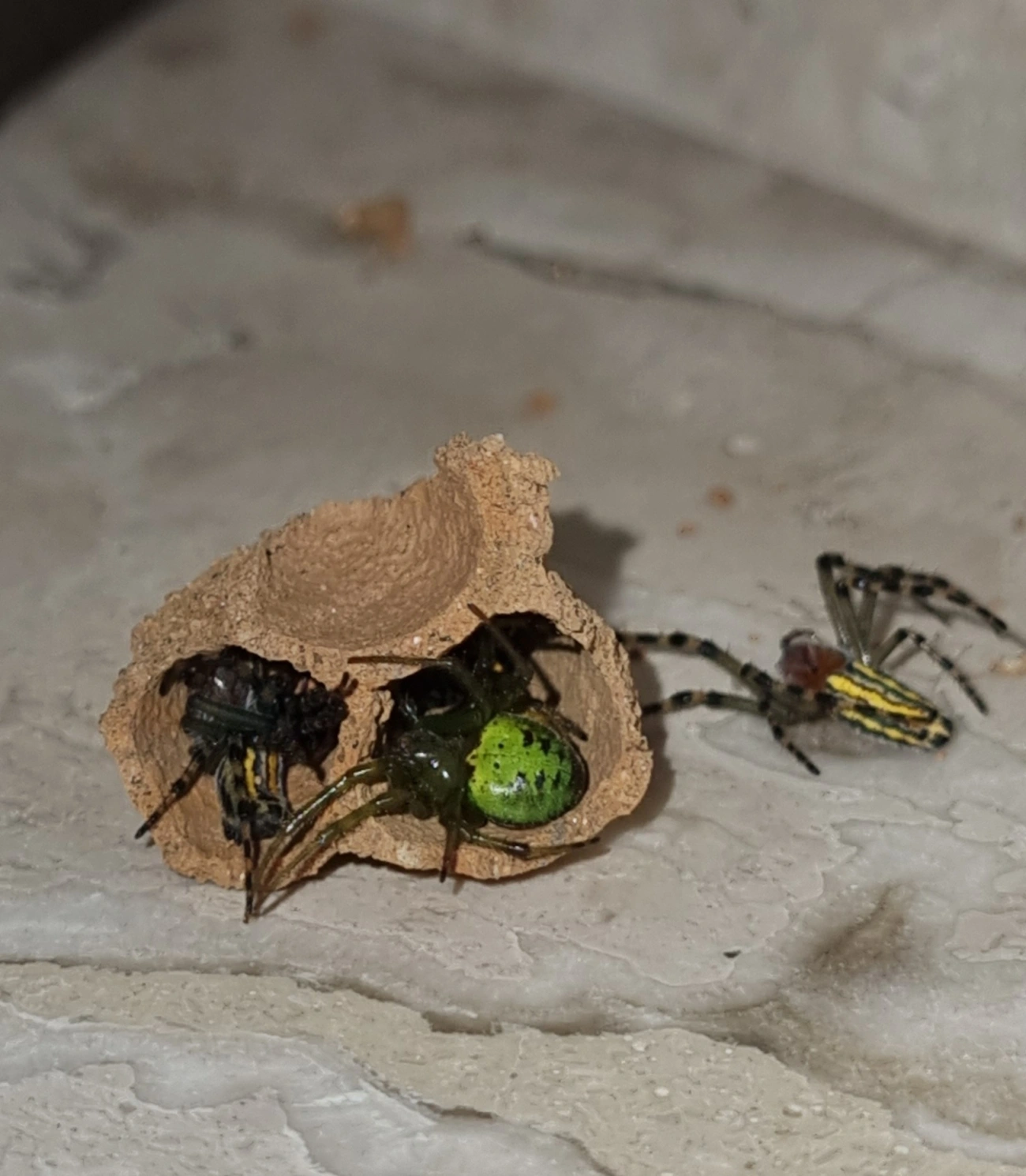 Aranhas orbitelares (Araneidae), aracnídeos, fotografado em Maresias, São Sebastião