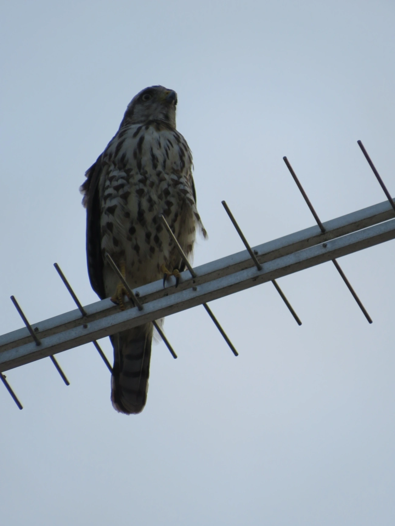 Gavião-carijó (Rupornis magnirostris), aves, fotografado em São Sebastião
