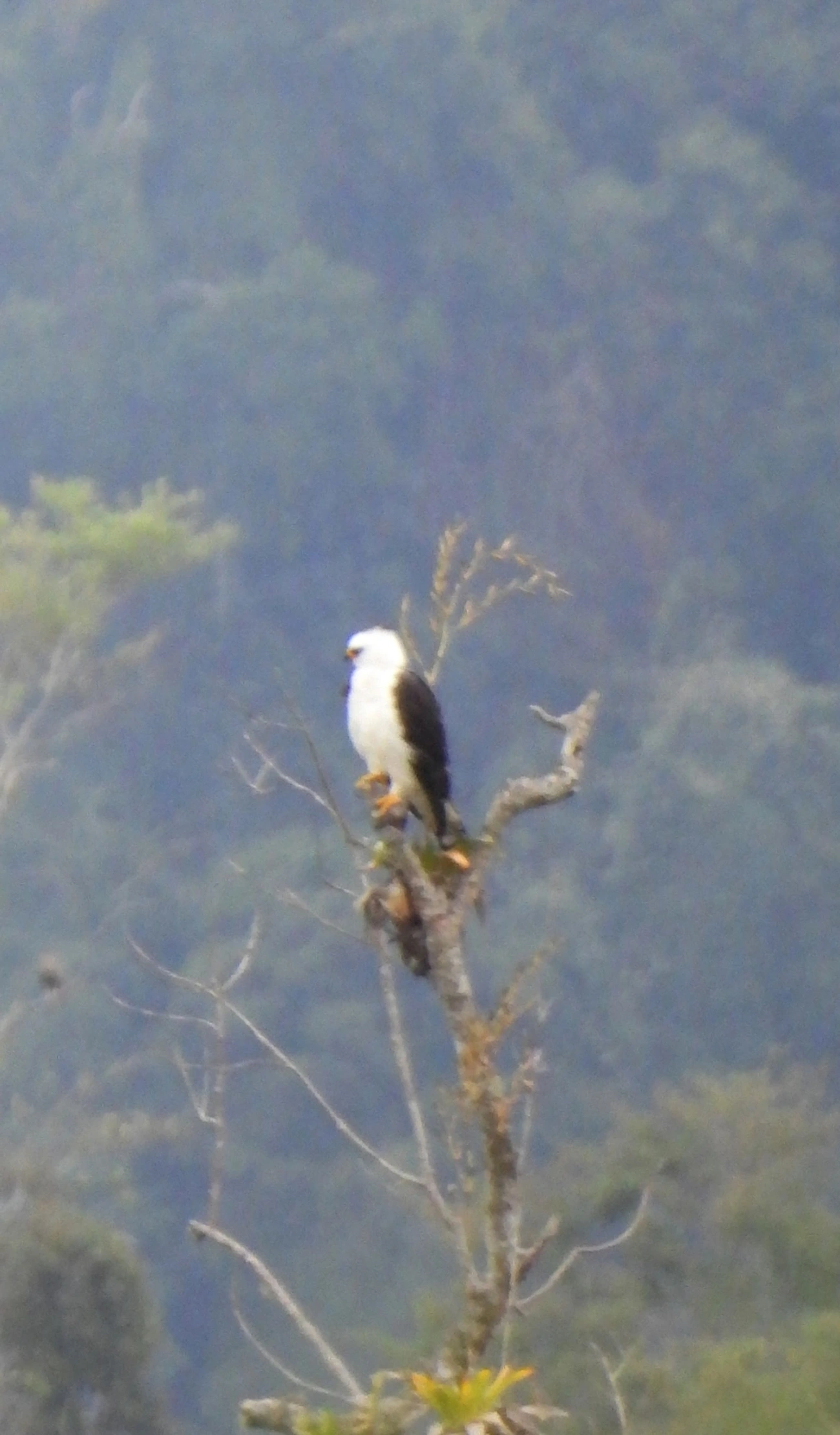 Gavião-pato (Spizaetus melanoleucus), aves, fotografado em São Francisco da Praia, São Sebastião