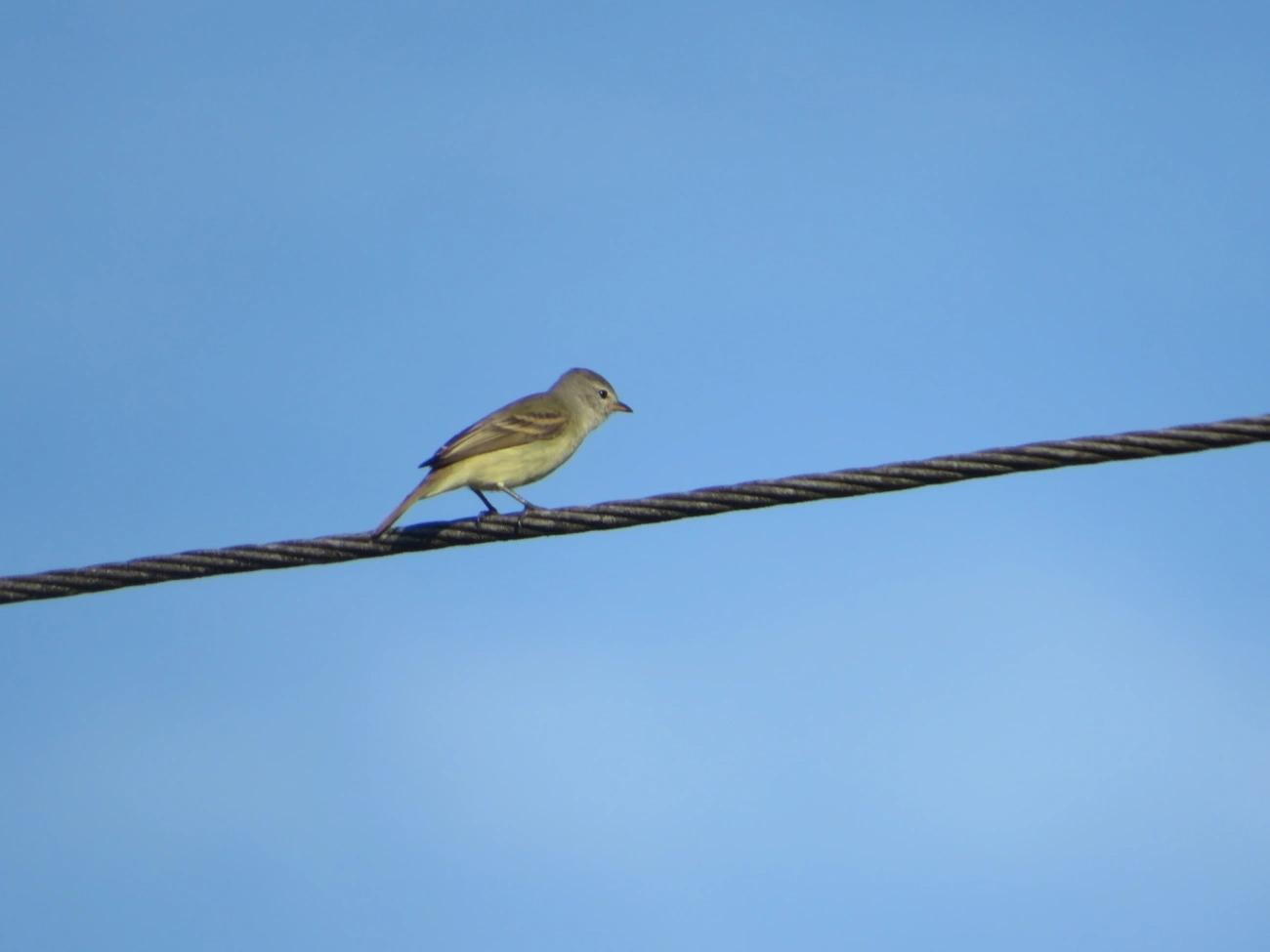 Risadinha (Camptostoma obsoletum), aves, fotografado em Maresias, São Sebastião