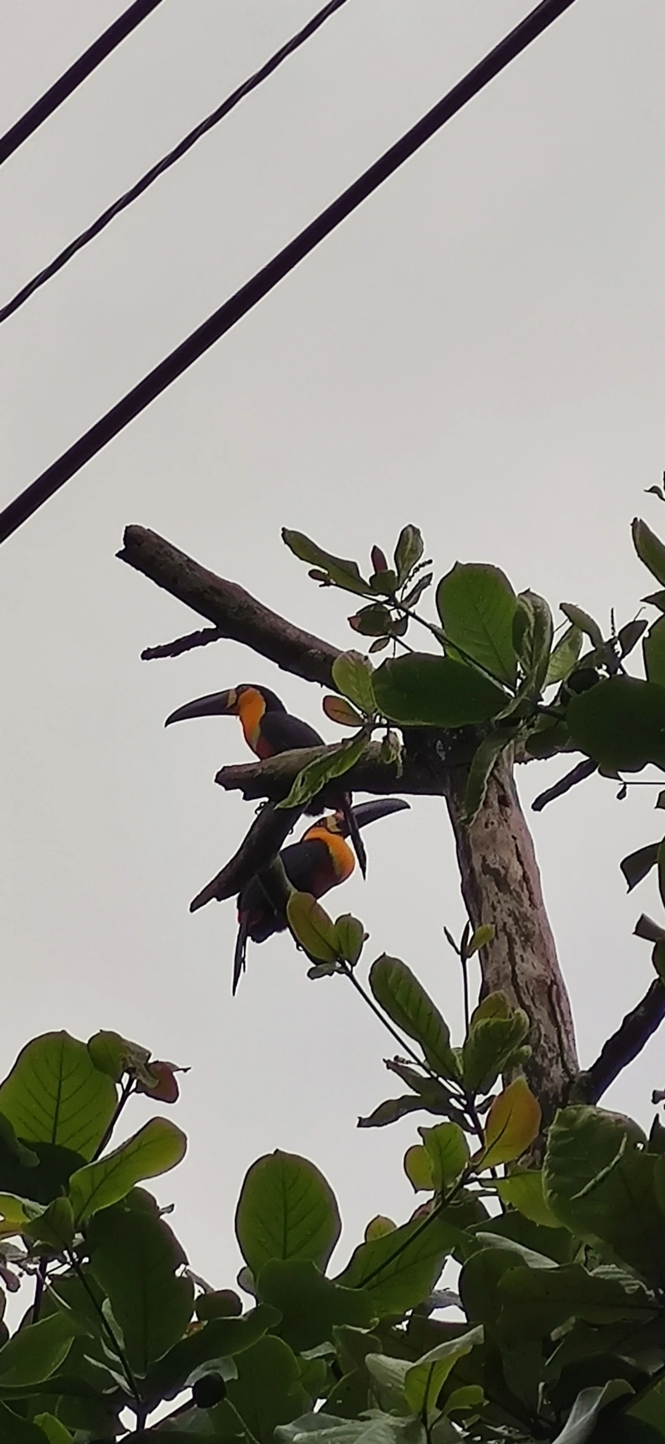 Tucano-de-ariel (Ramphastos vitellinus), aves, fotografado em São Paulo