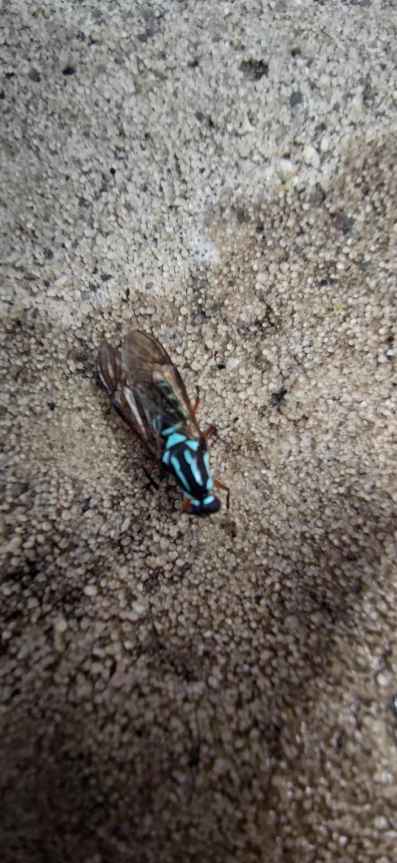 Mutuca (Raphiocera armata), insetos, fotografado em Ilhabela