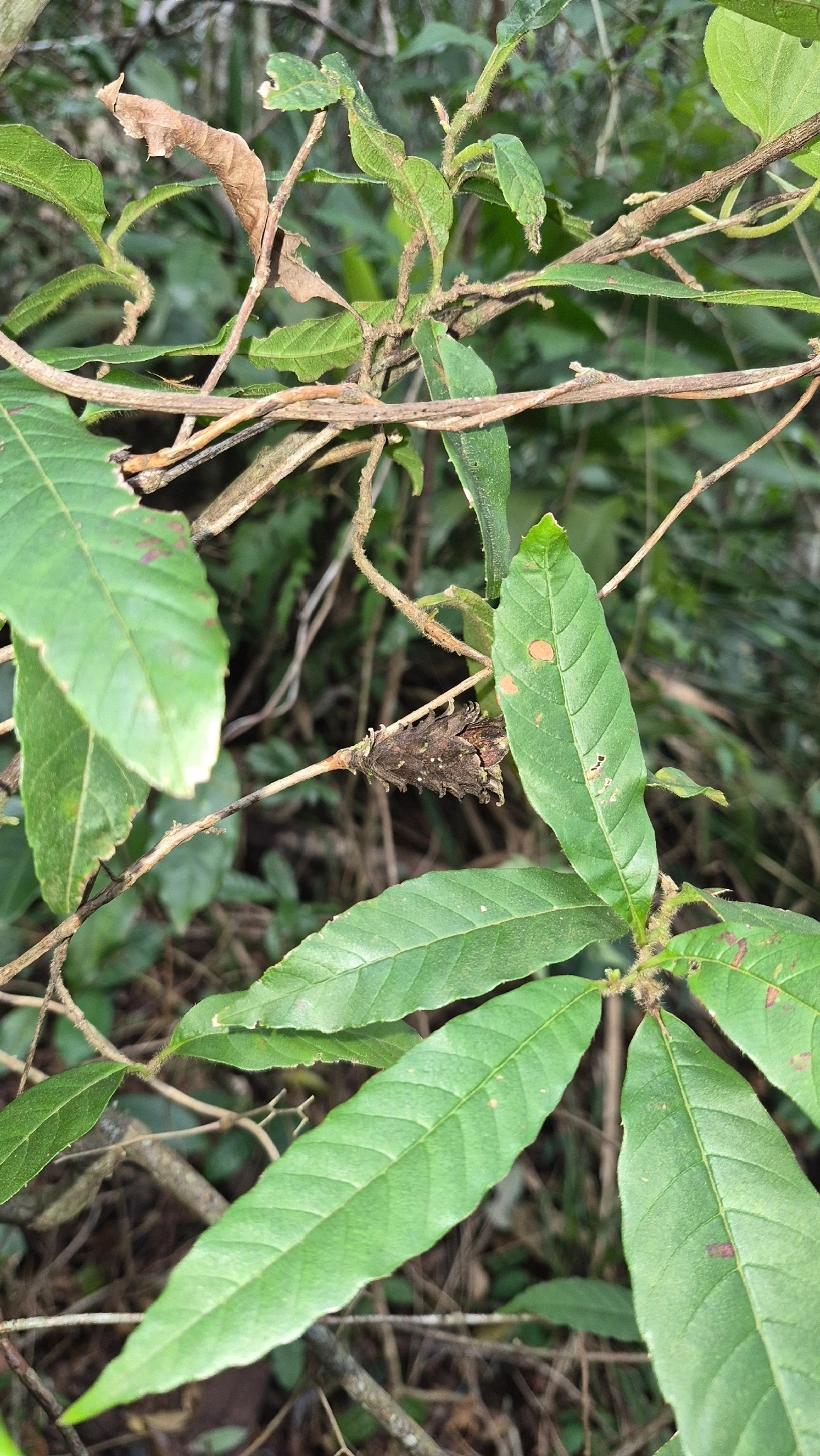 Plantas (Plantae), plantas, fotografado em Boiçucanga, São Sebastião