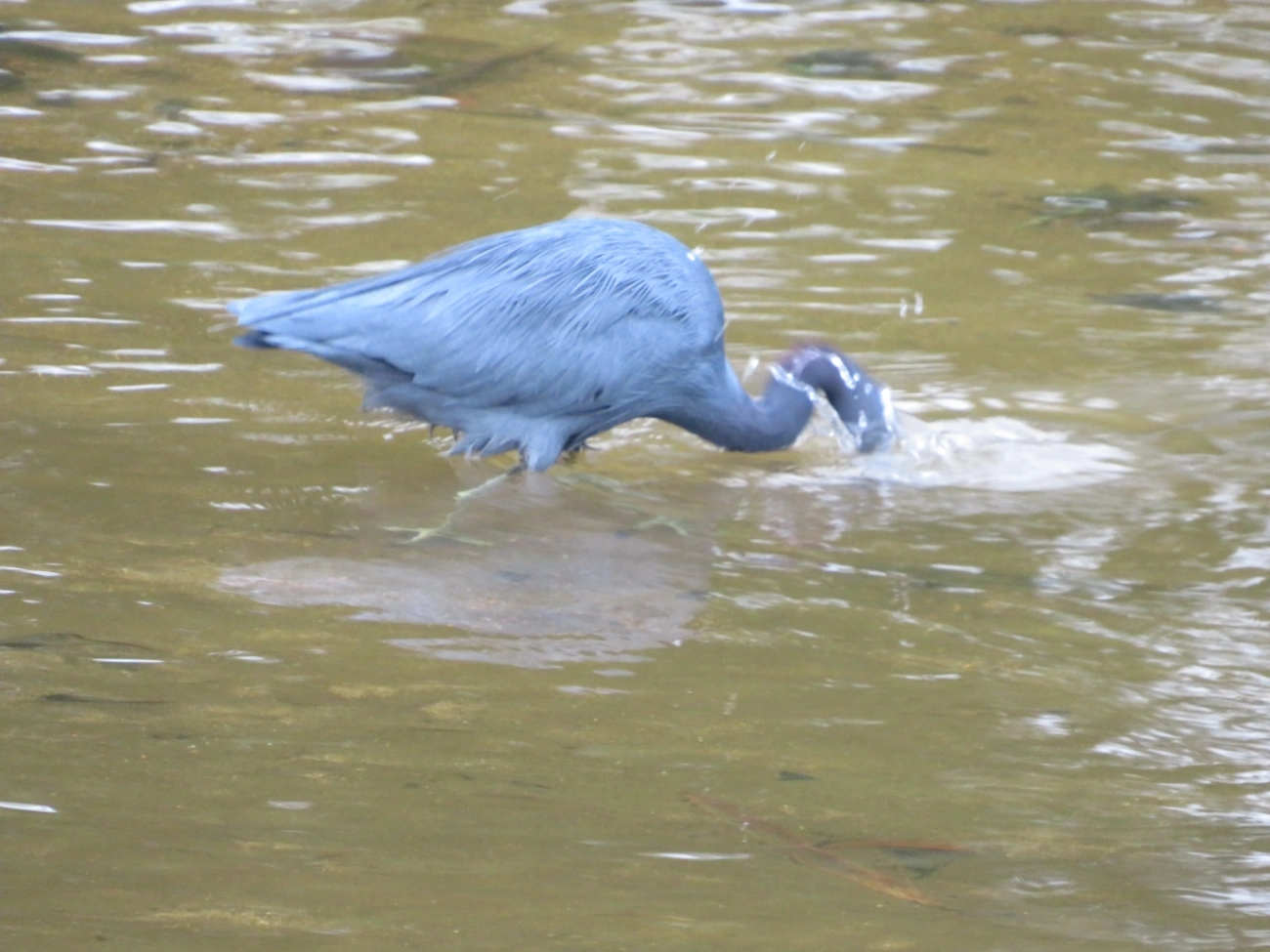 Garça-azul (Egretta caerulea), aves, fotografado em São Sebastião