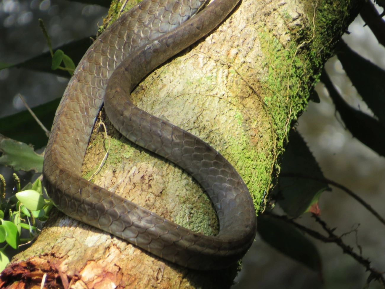 Urupiagara (Chironius fuscus), répteis, fotografado em Paúba, São Sebastião