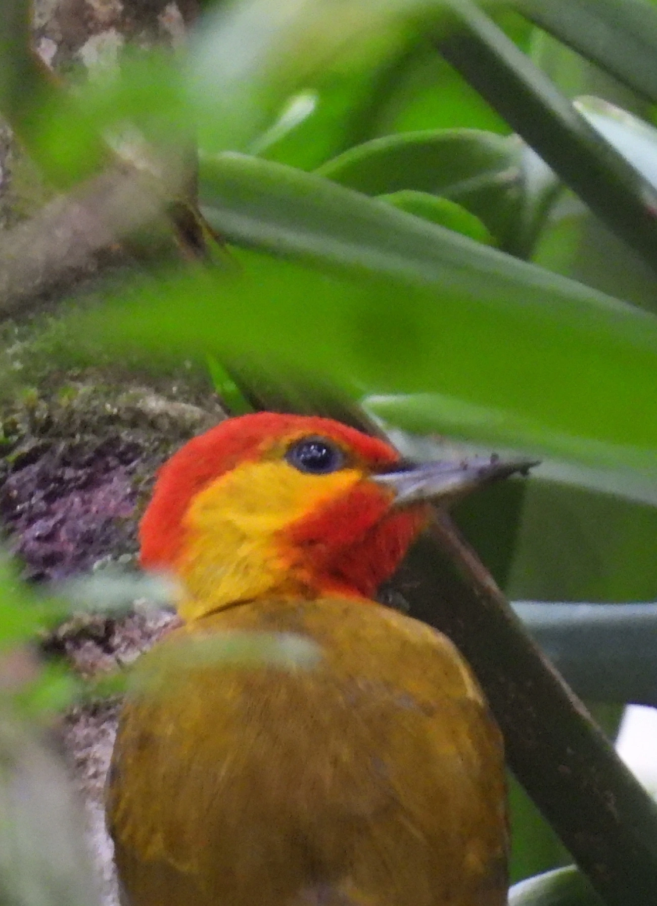 Pica-pau-bufador (Piculus flavigula), aves, fotografado em Maresias, São Sebastião