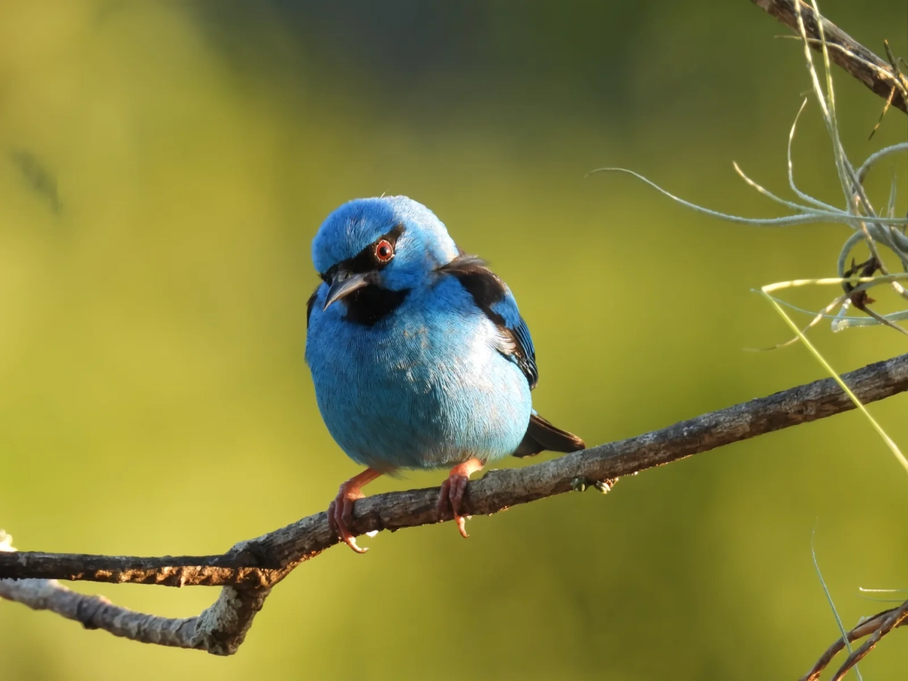 Saí-azul (Dacnis cayana), aves, fotografado em Maresias, São Sebastião